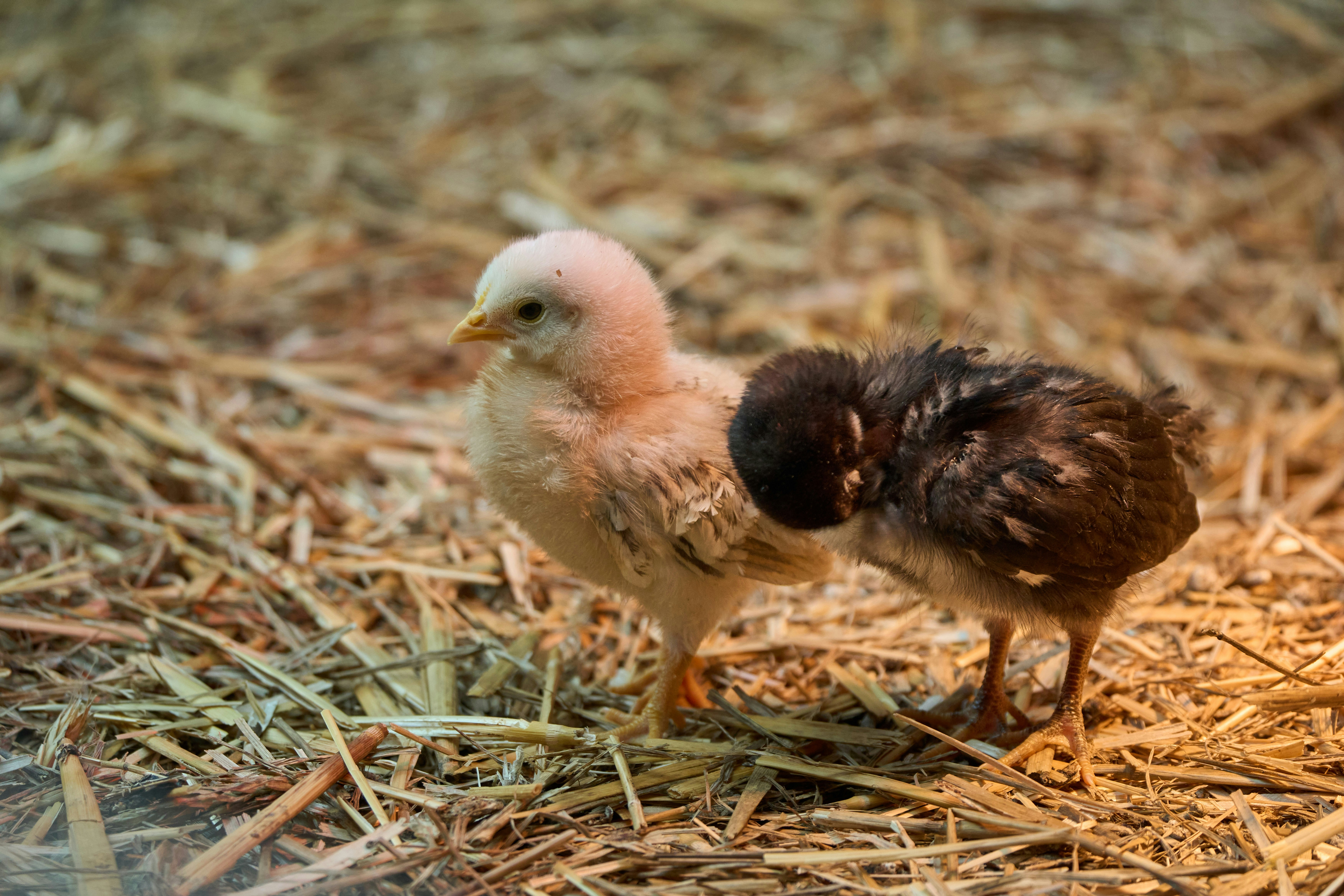 Two fluffy chicks stand on straw bedding