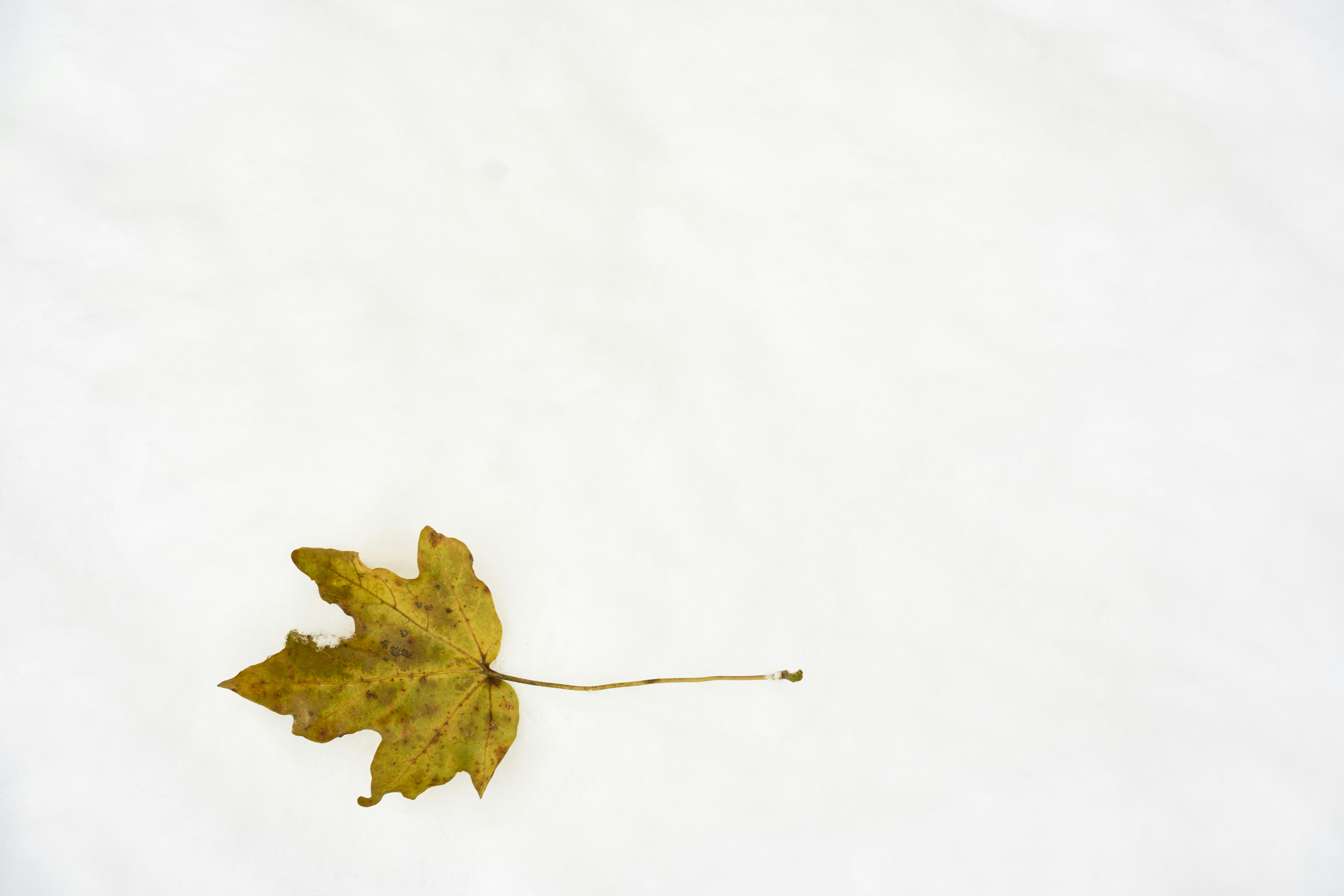 Photo by wolfgang_hasselmann