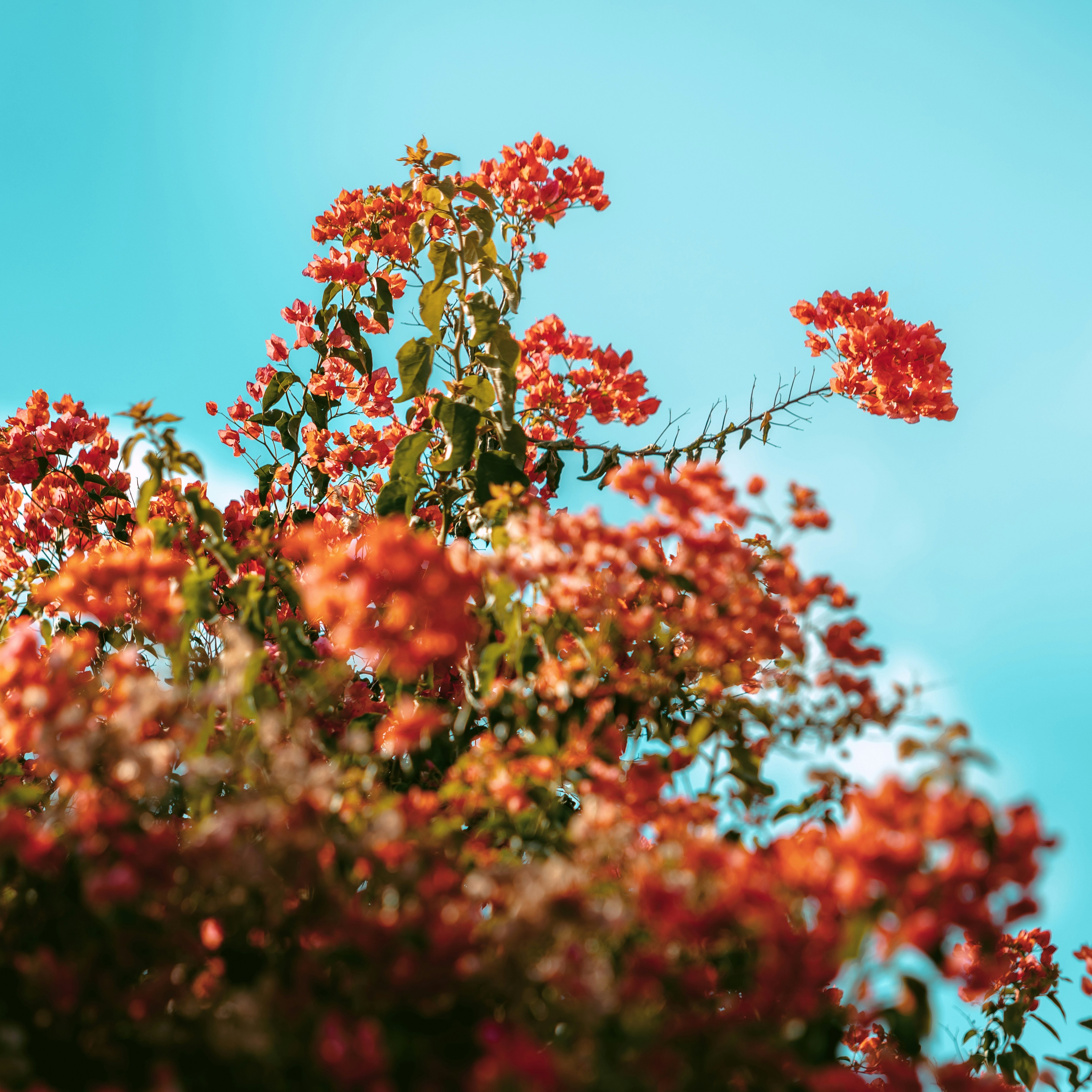 Photo by shoham_avisrur