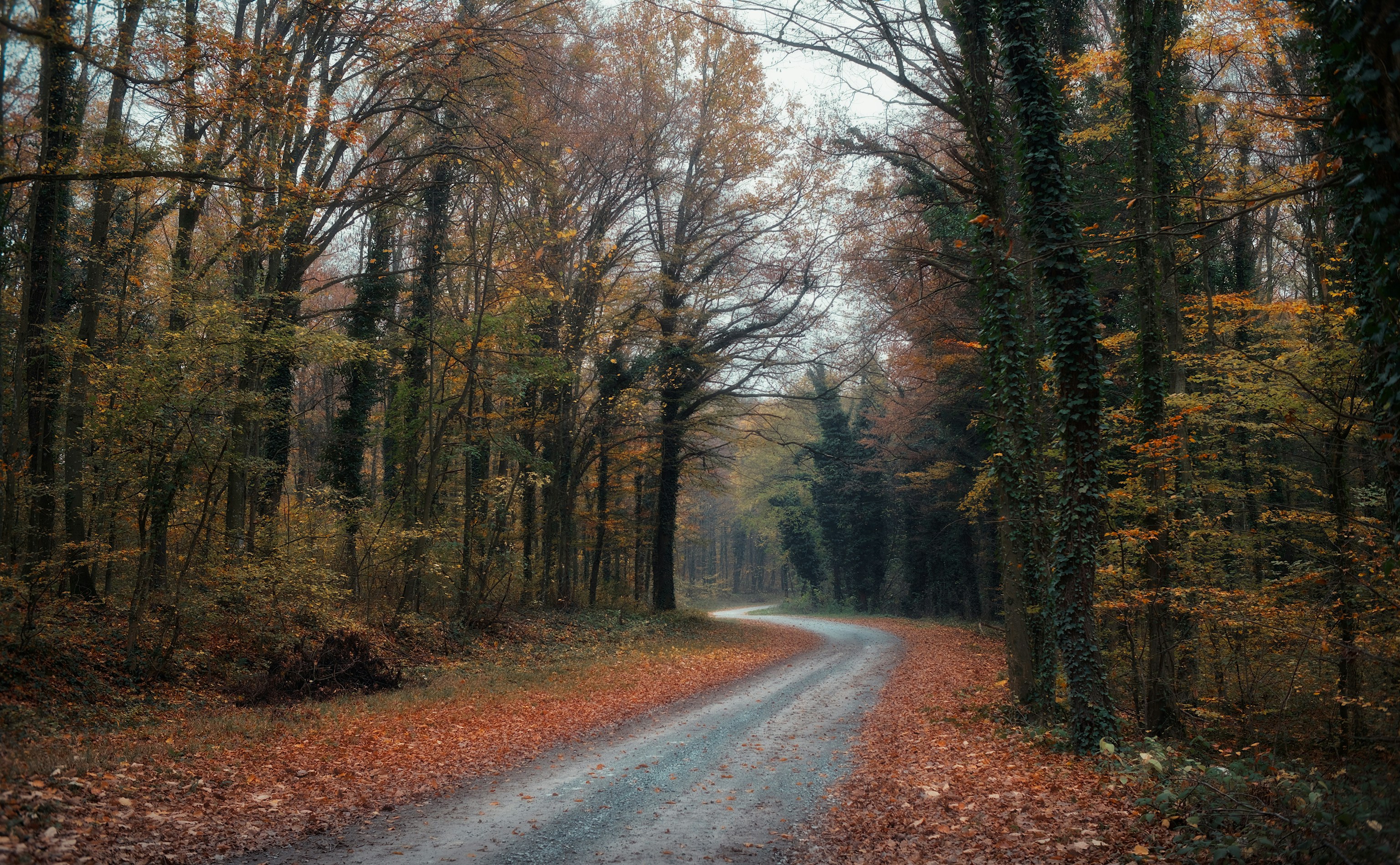 Photo by donkeyradish