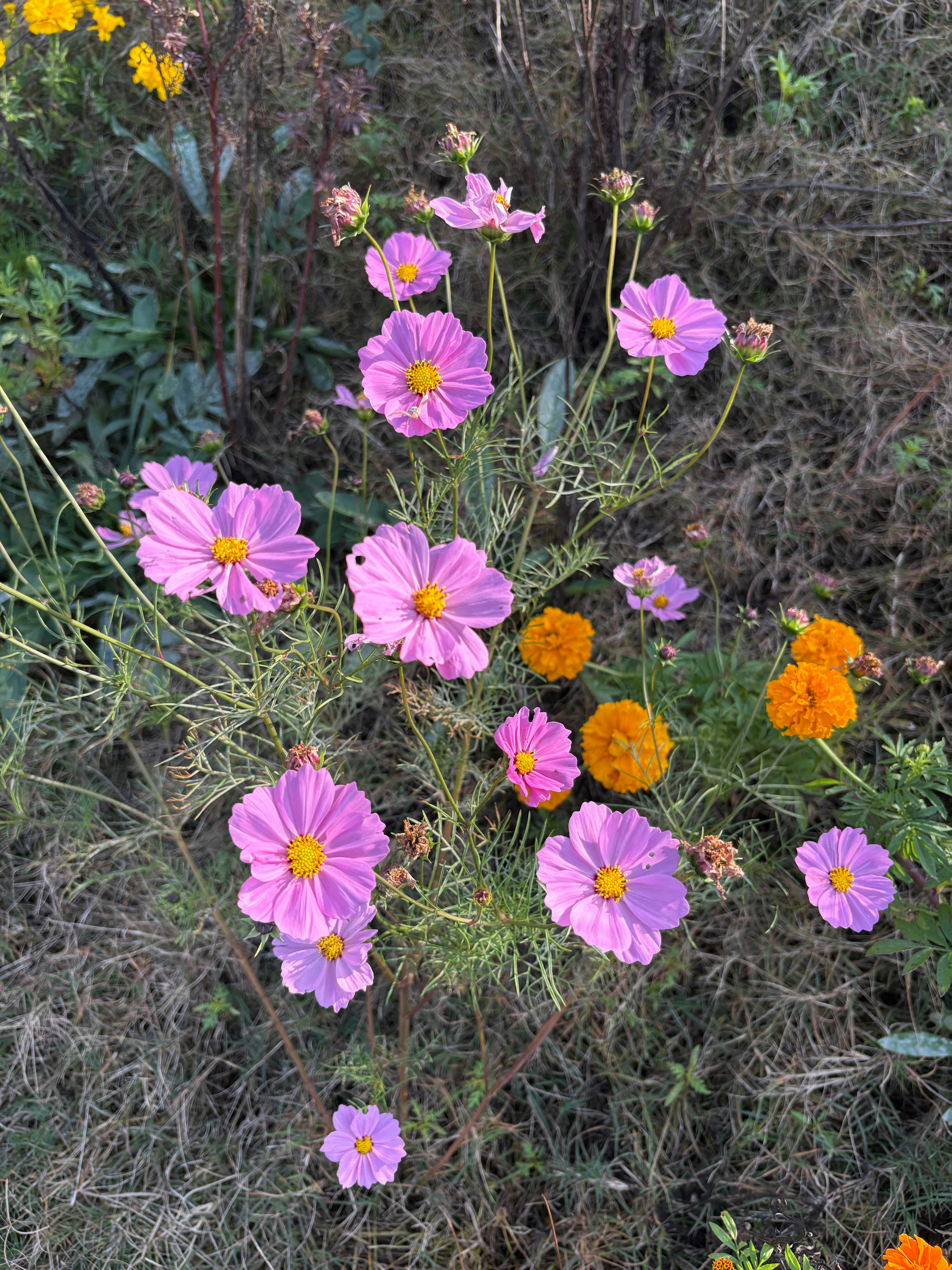 Pink and orange wildflowers blooming in a field