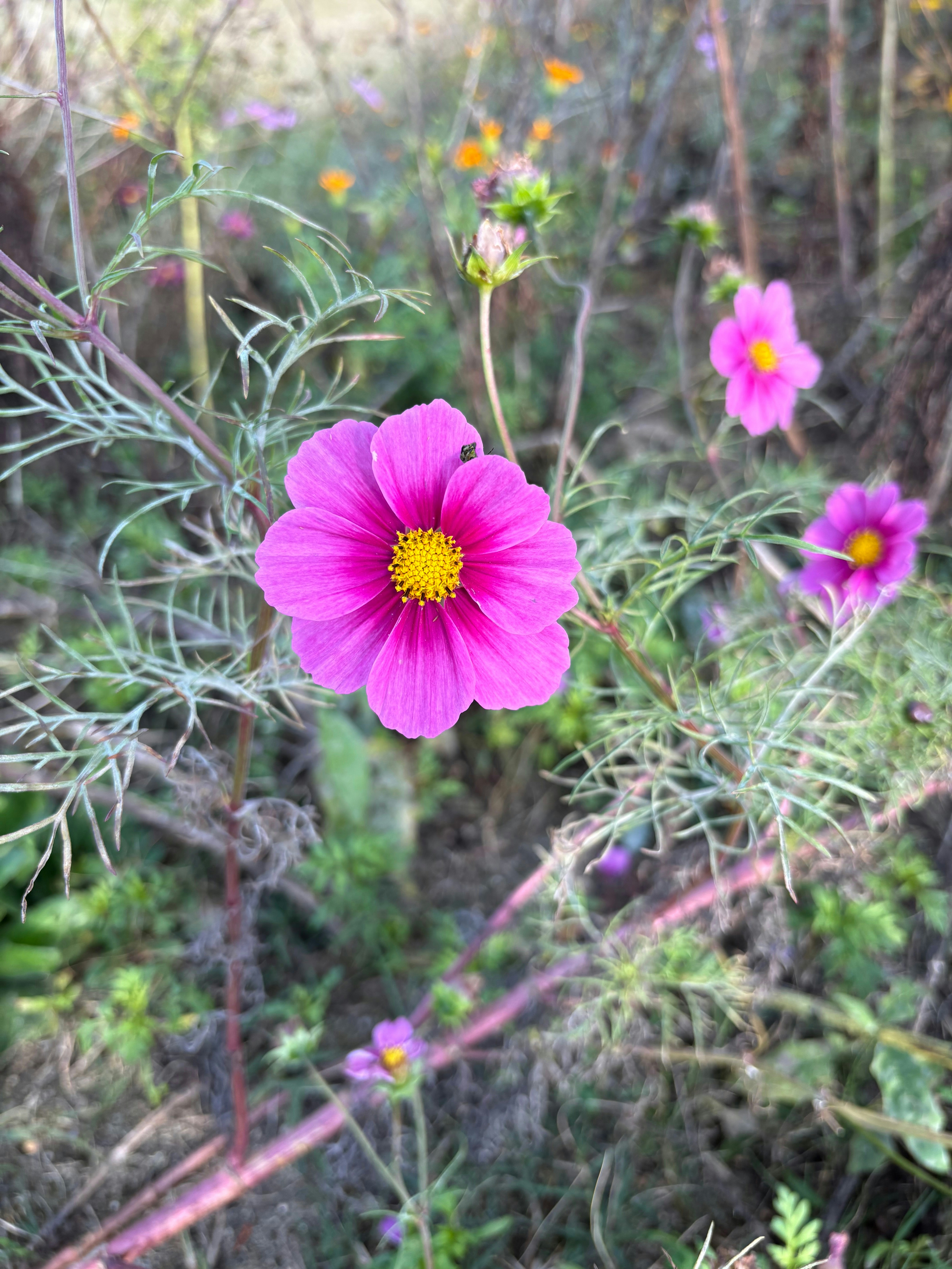 Pink cosmos flowers blooming in a garden