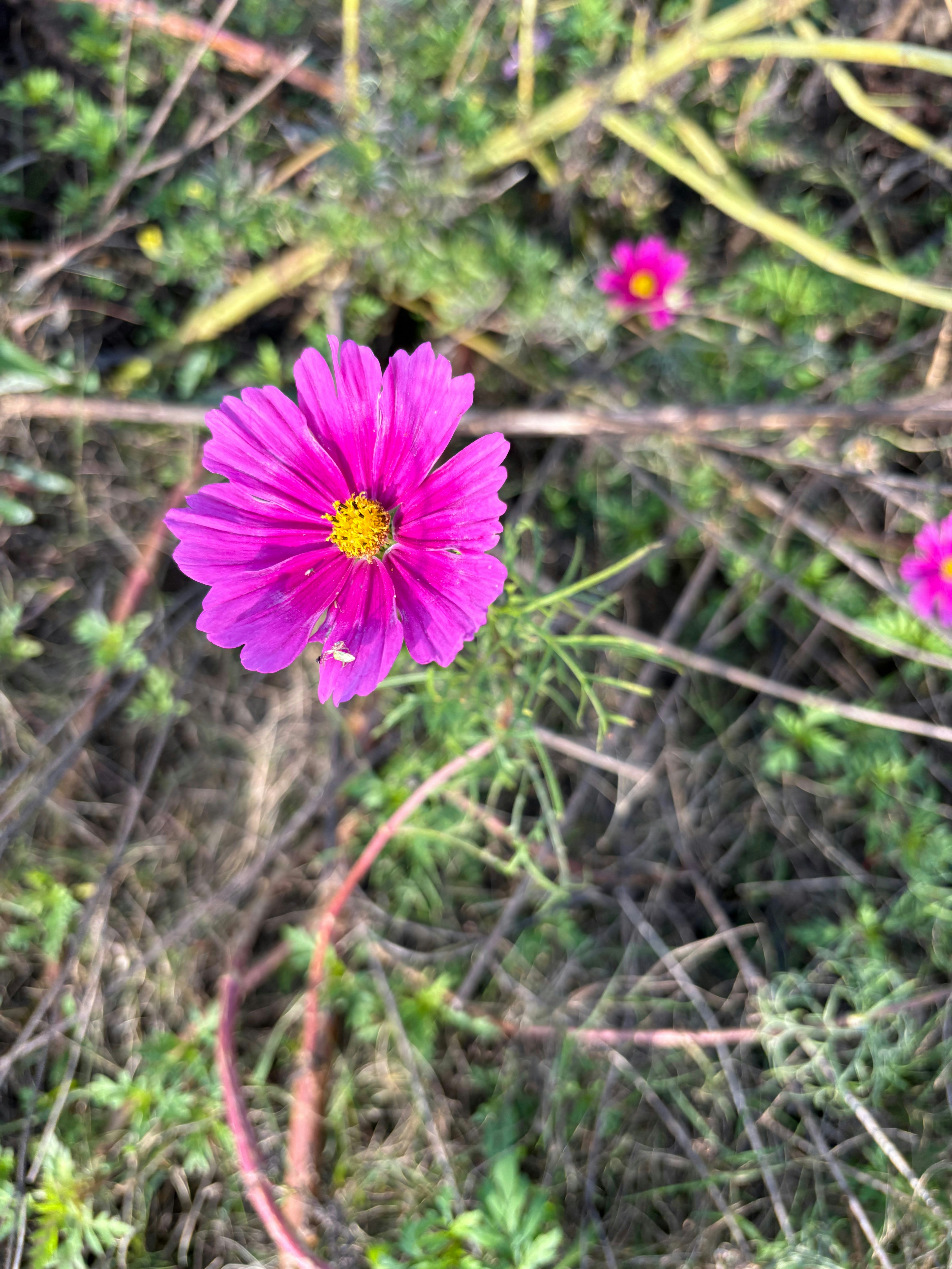A vibrant pink cosmos flower blooms in a field.