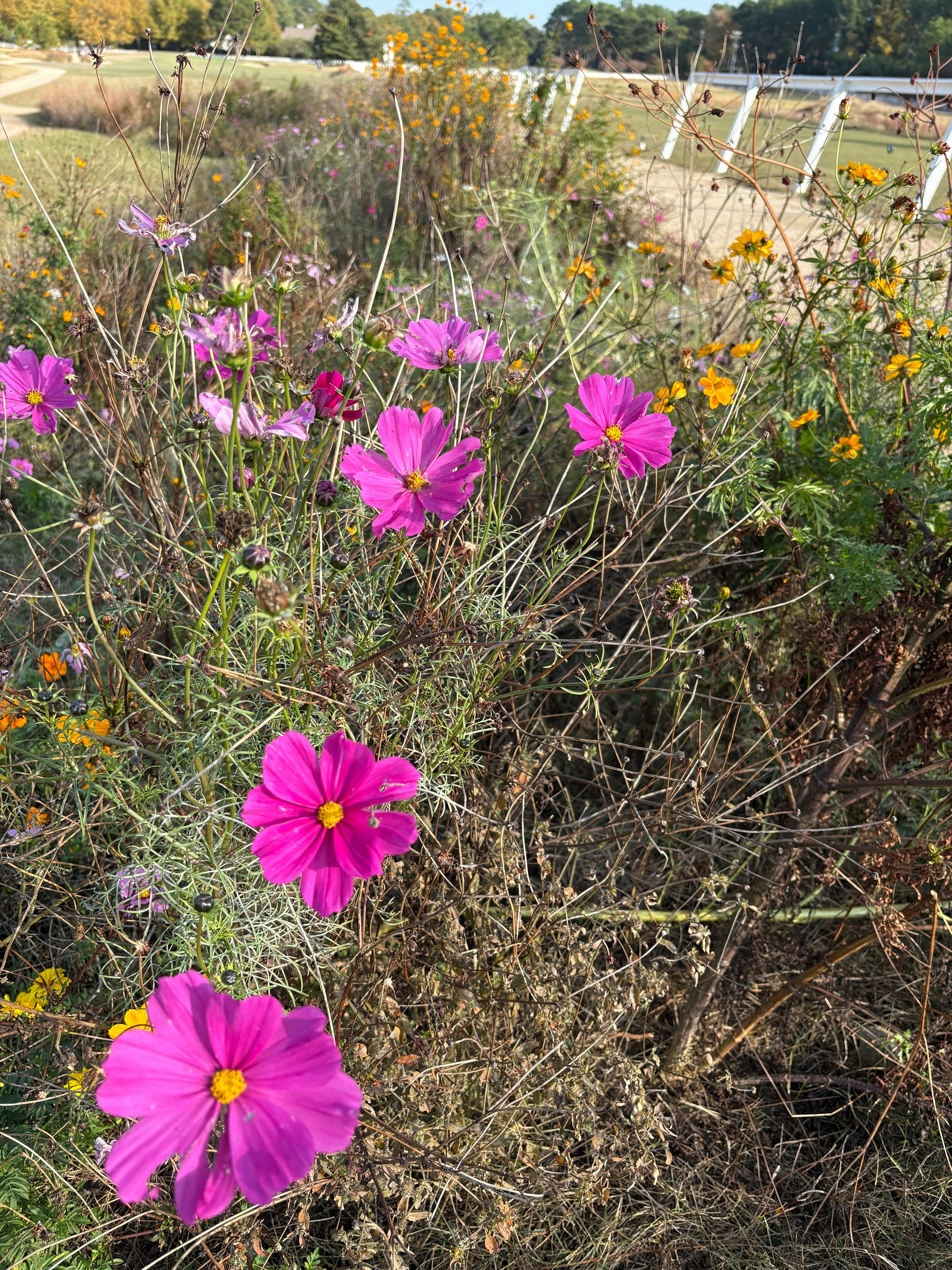 Pink cosmos flowers bloom in a field.