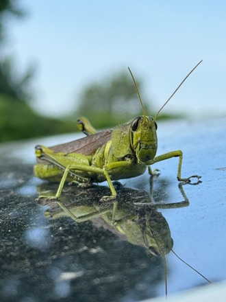 A green grasshopper rests on a reflective surface.