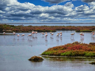Flamingos wading in a shallow body of water at Lake Nakuru National Park