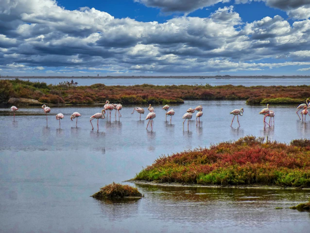 Flamingos wading in a shallow body of water at Lake Nakuru National Park
