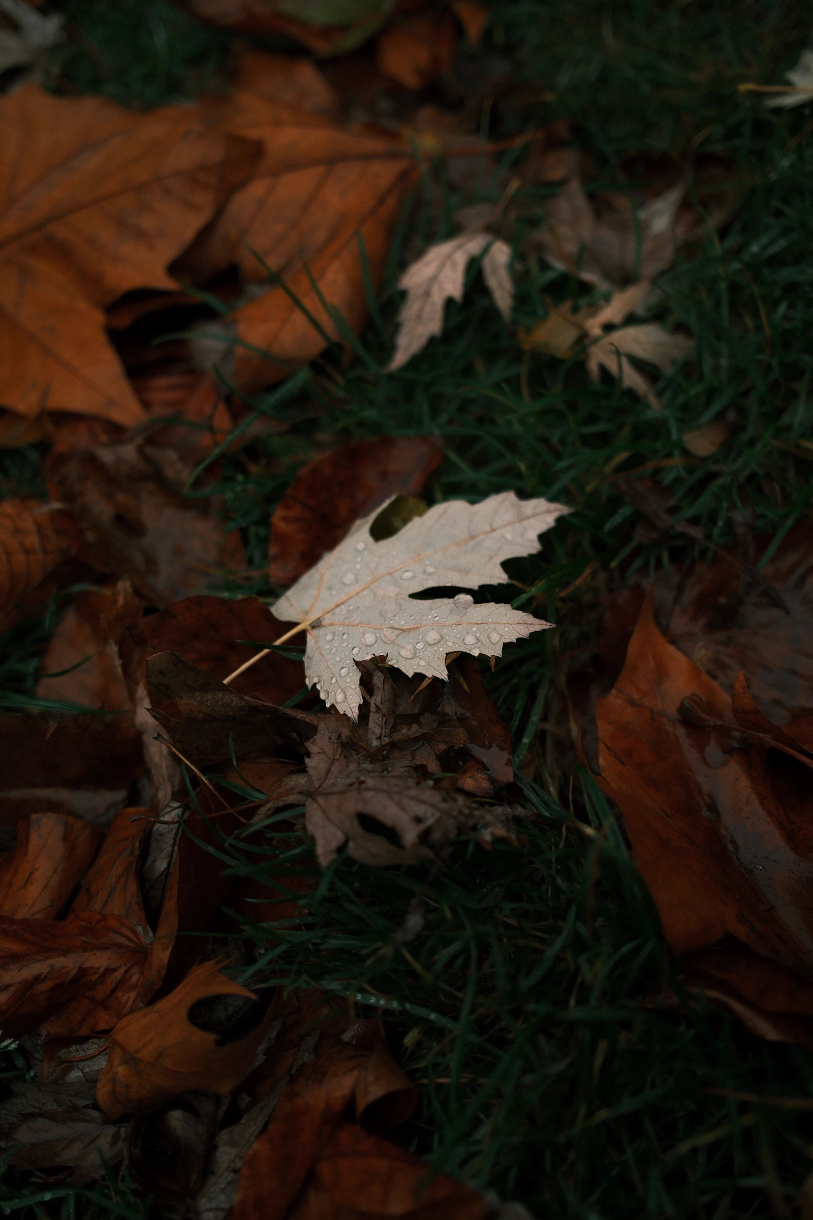 Wet autumn leaves scattered across a green lawn