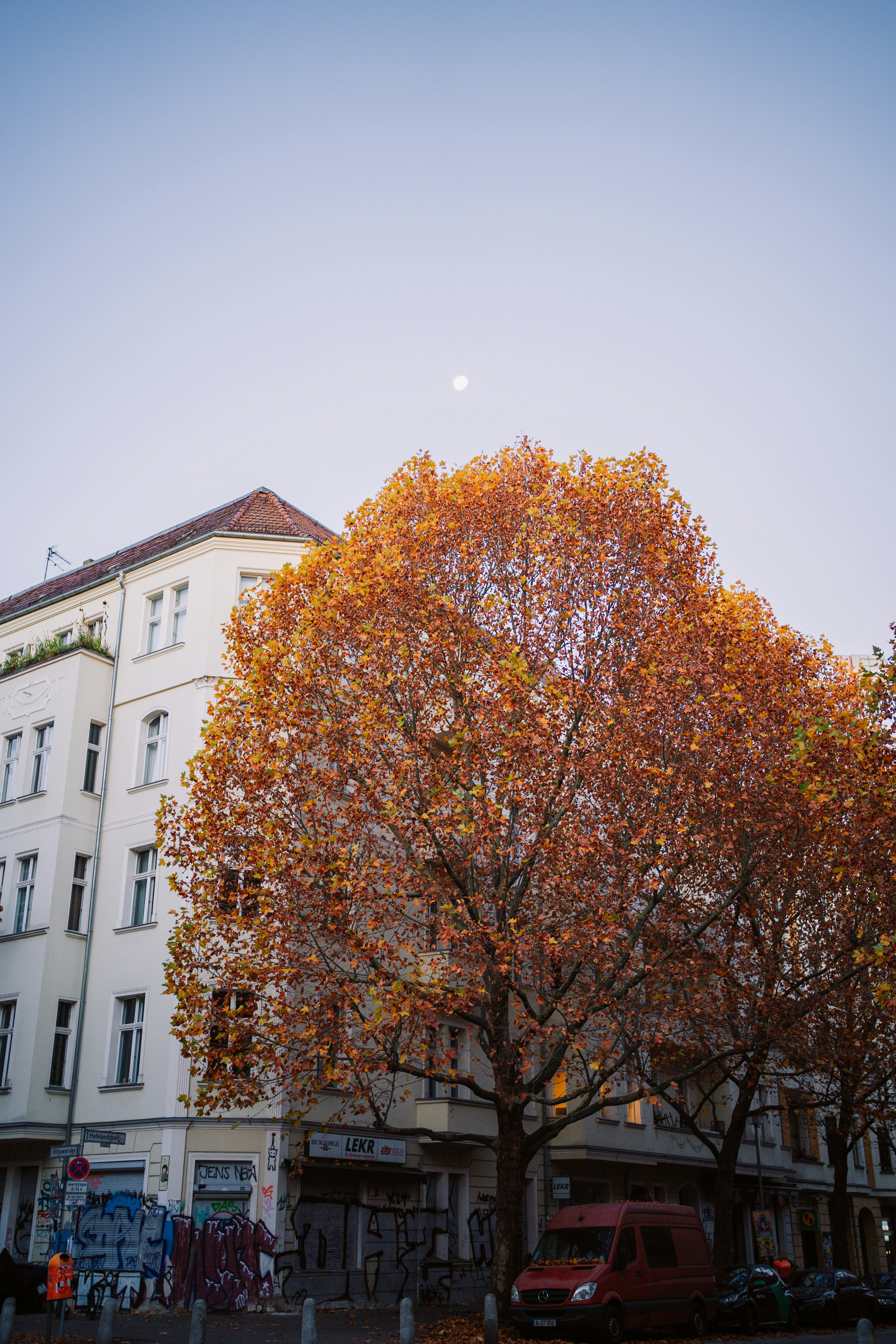 Autumn tree in front of a white building