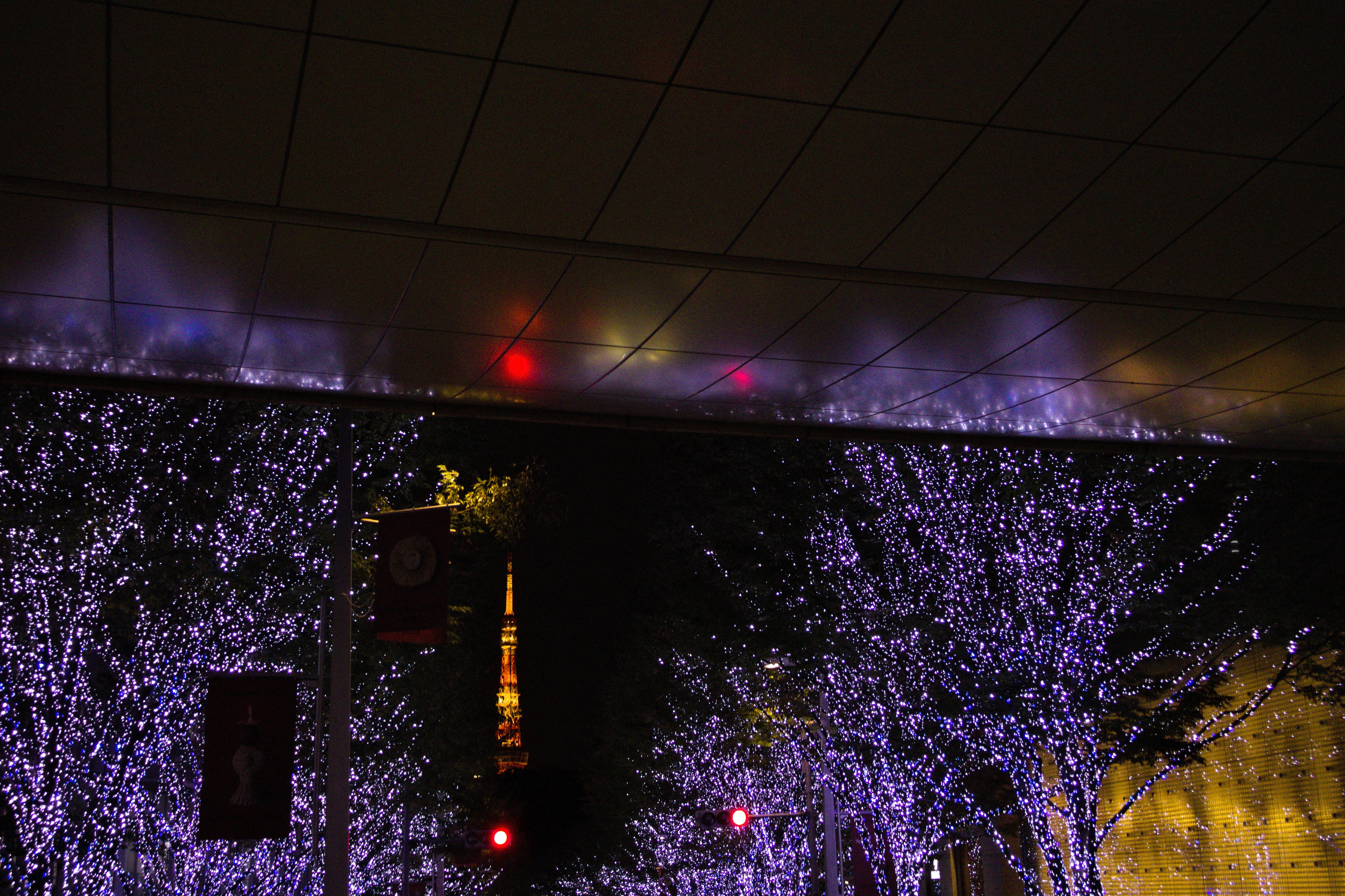 Trees illuminated with white lights at night