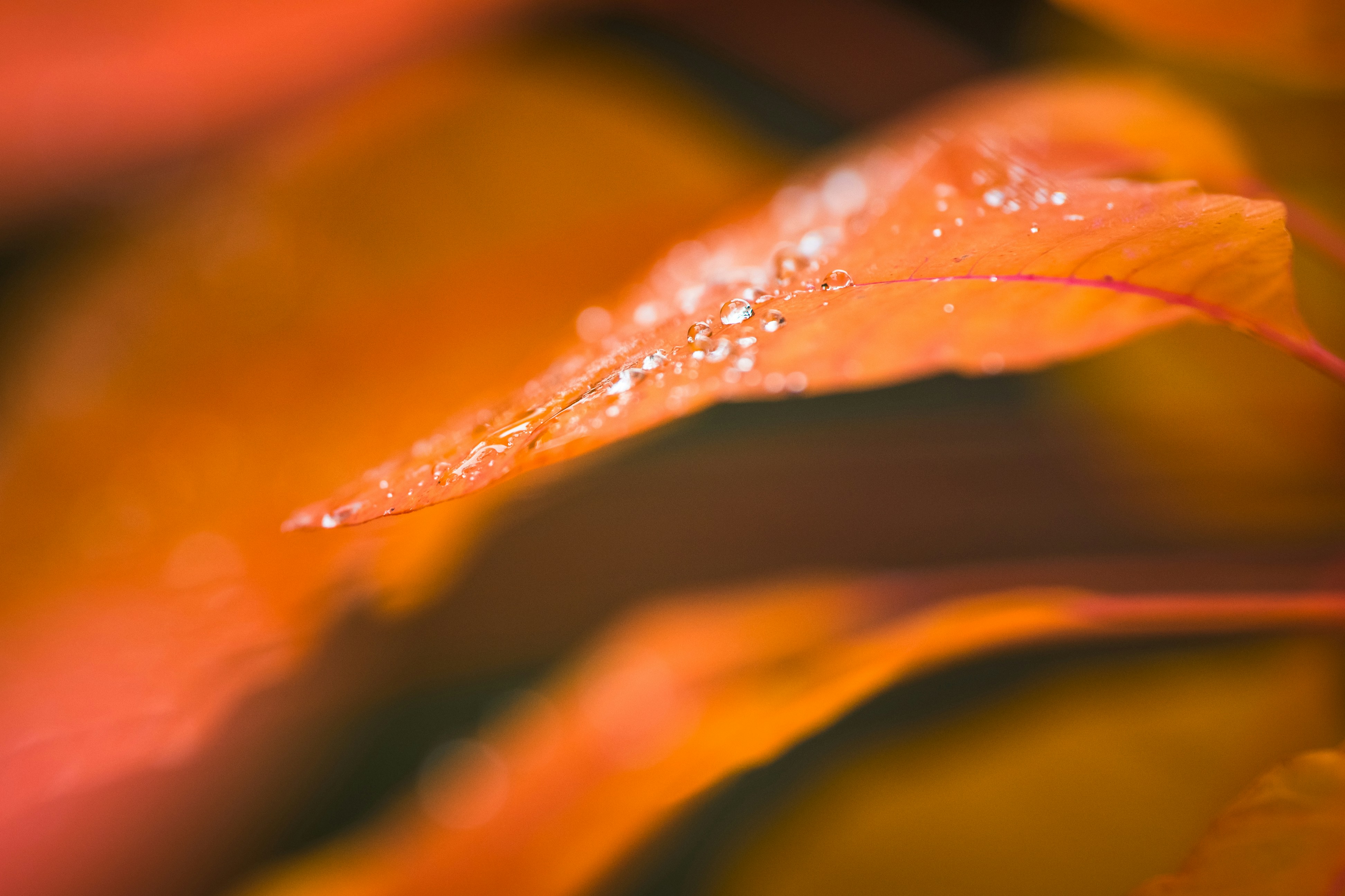 Close-up of water droplets on an orange leaf.