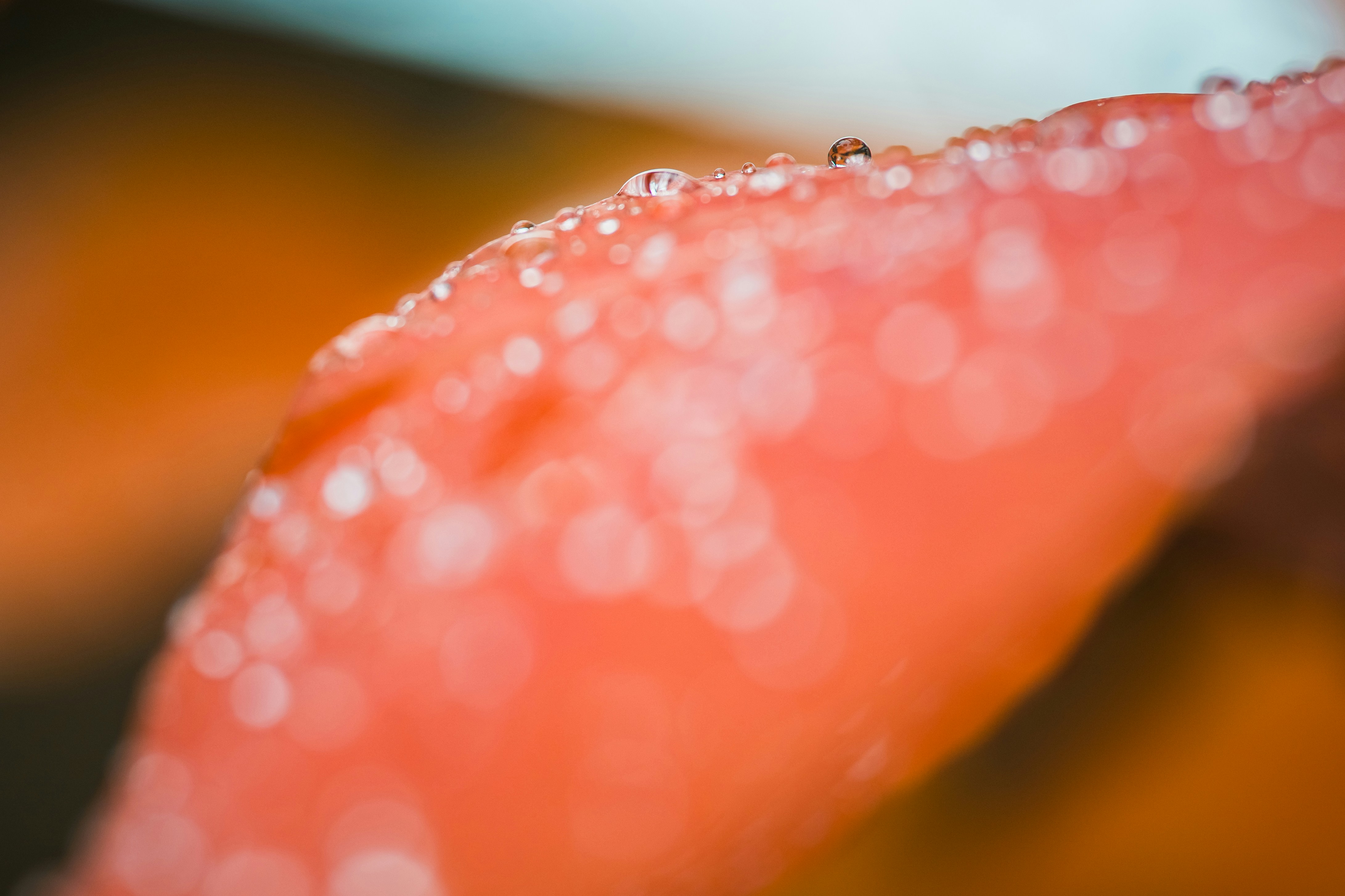 Close-up of water droplets on a vibrant orange petal.