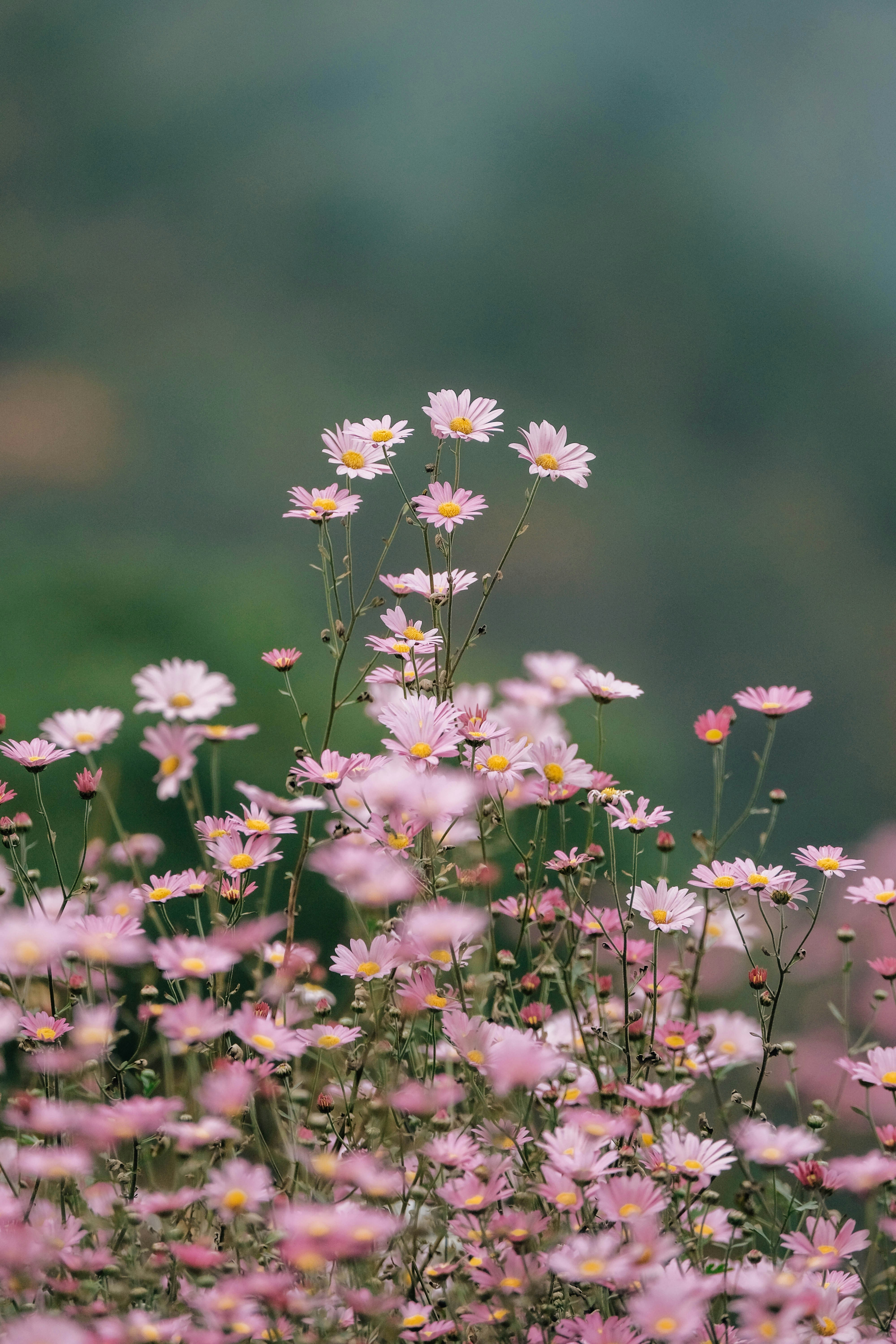 Photo by insungpandora