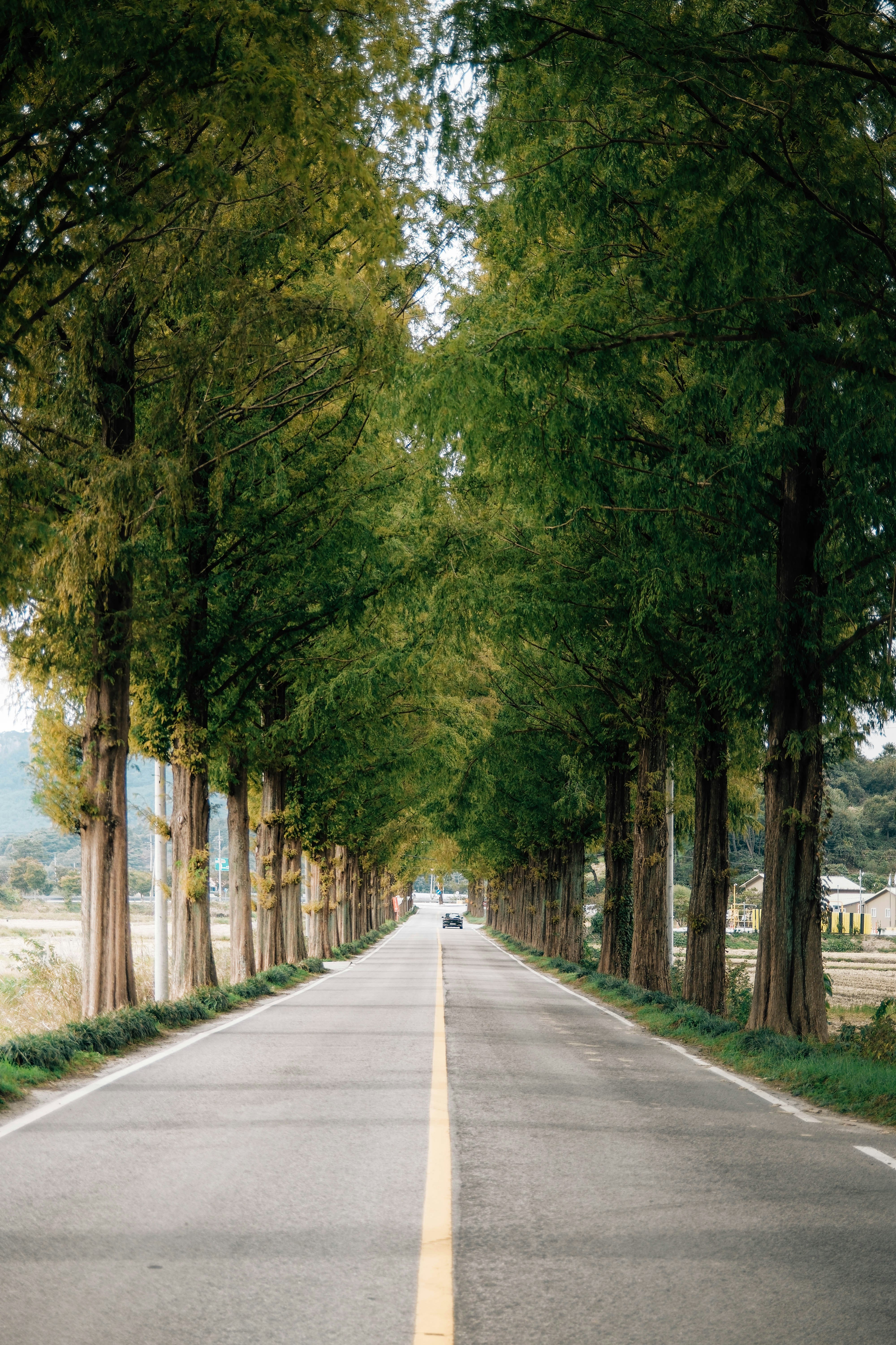 A straight road lined with tall trees.