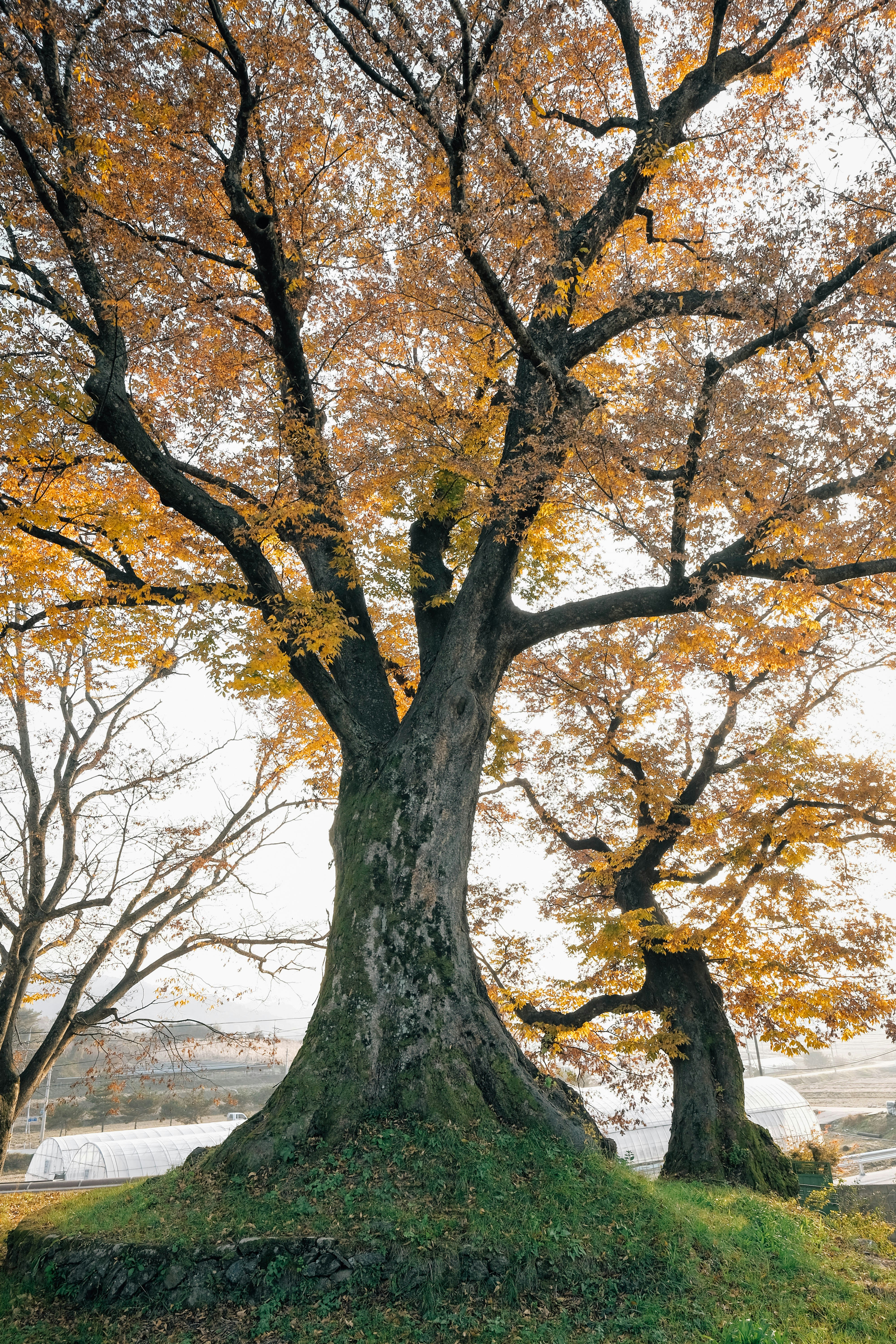 Large trees with golden autumn leaves in a park