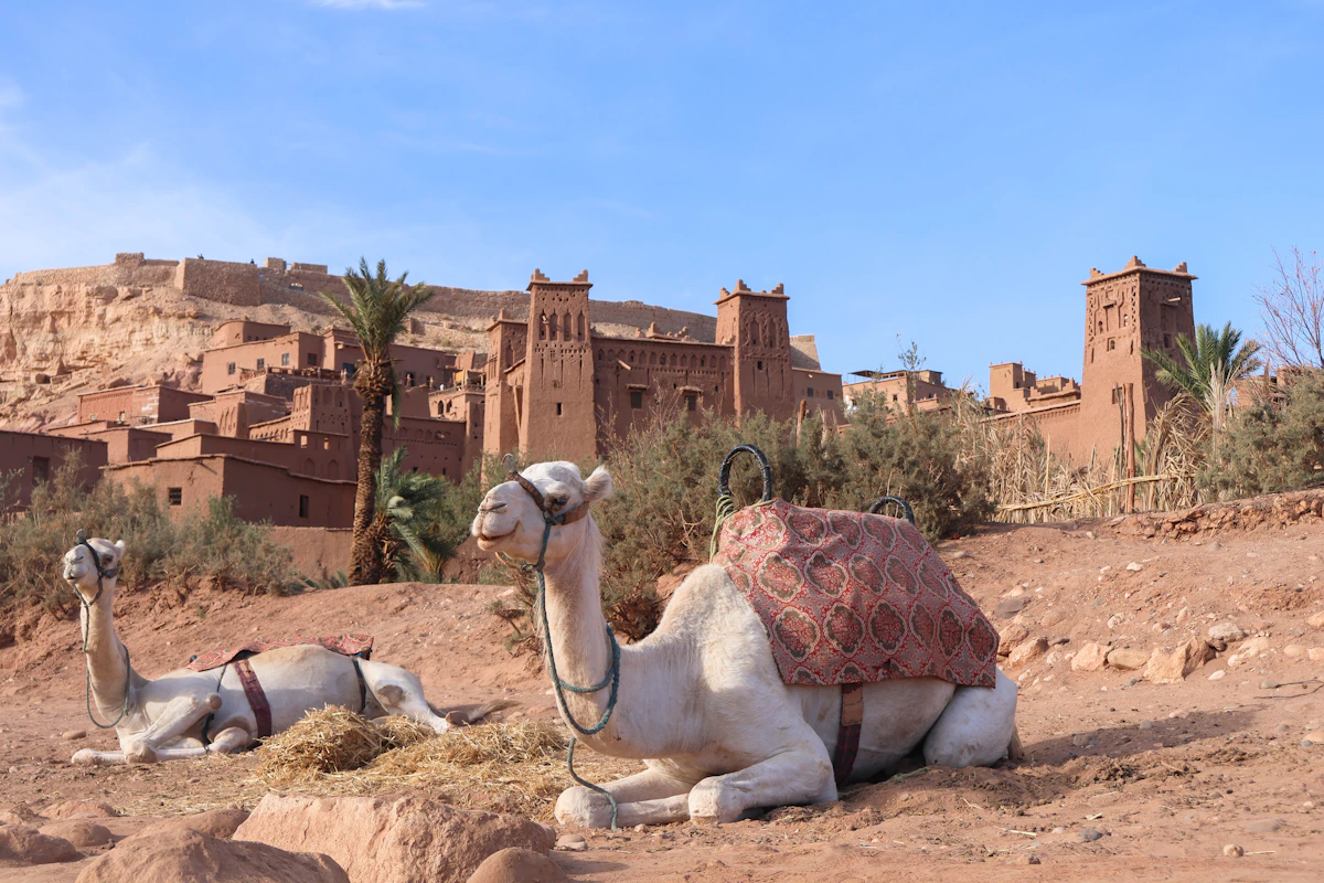 Camels resting in front of ancient Moroccan architecture, Morocco