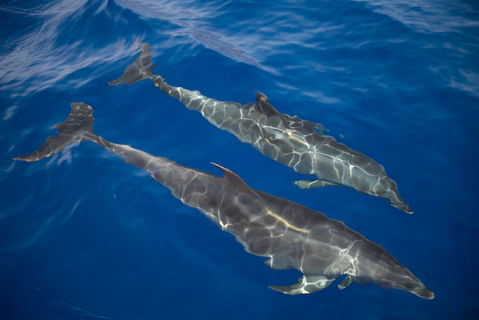 Two dolphins swimming in clear blue ocean water