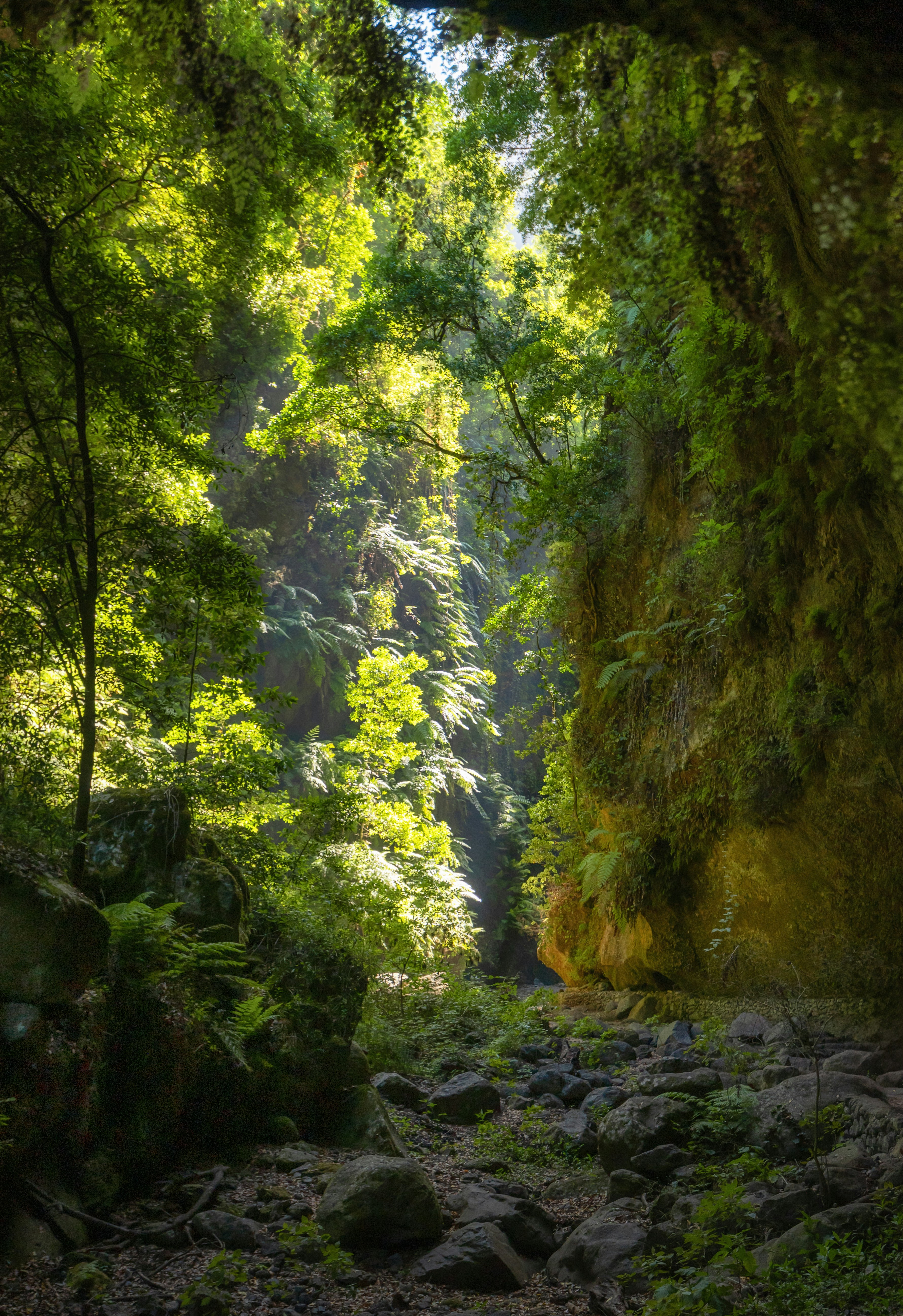 Sunlight streams through a lush, green forest canopy.