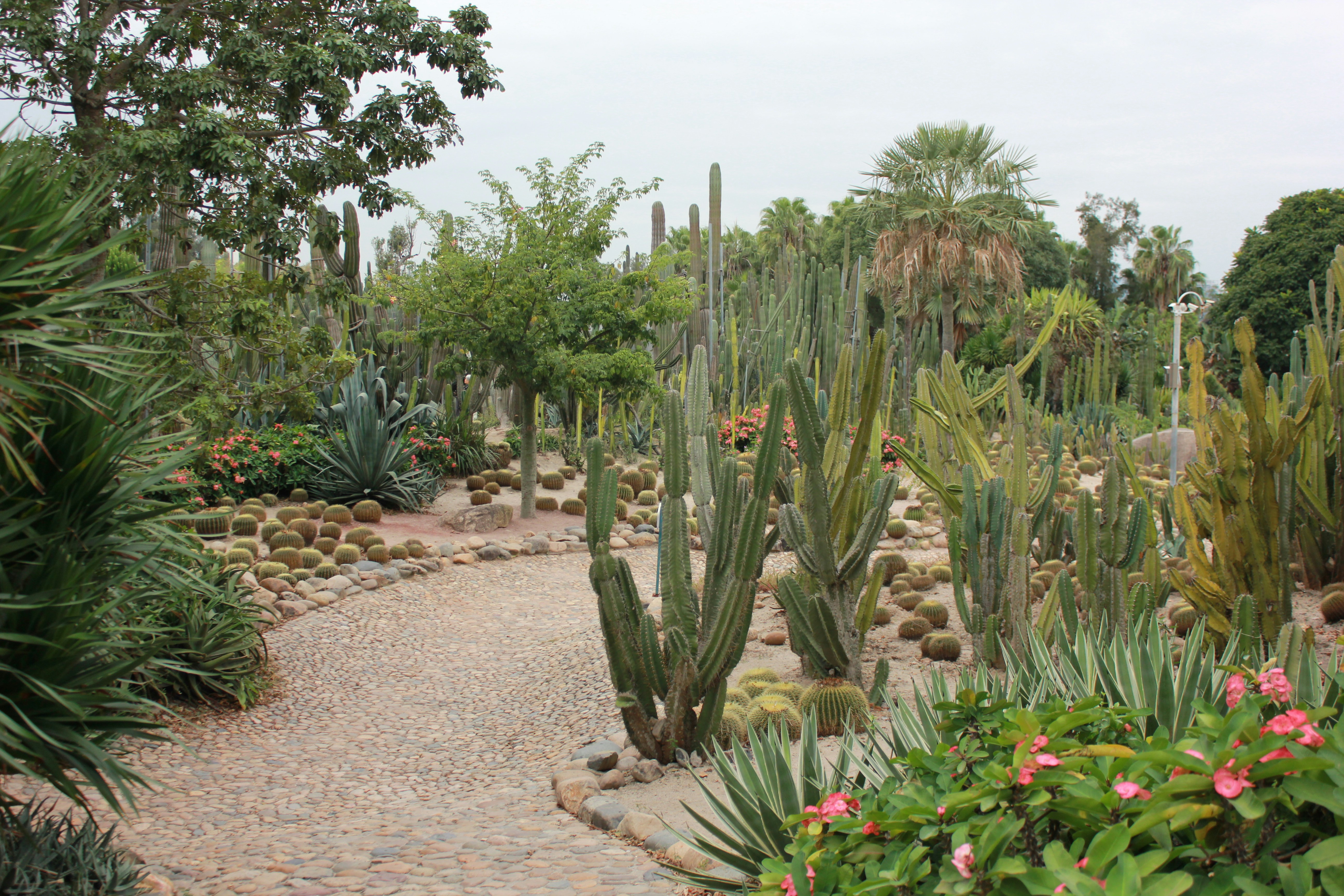 Different types of cactus