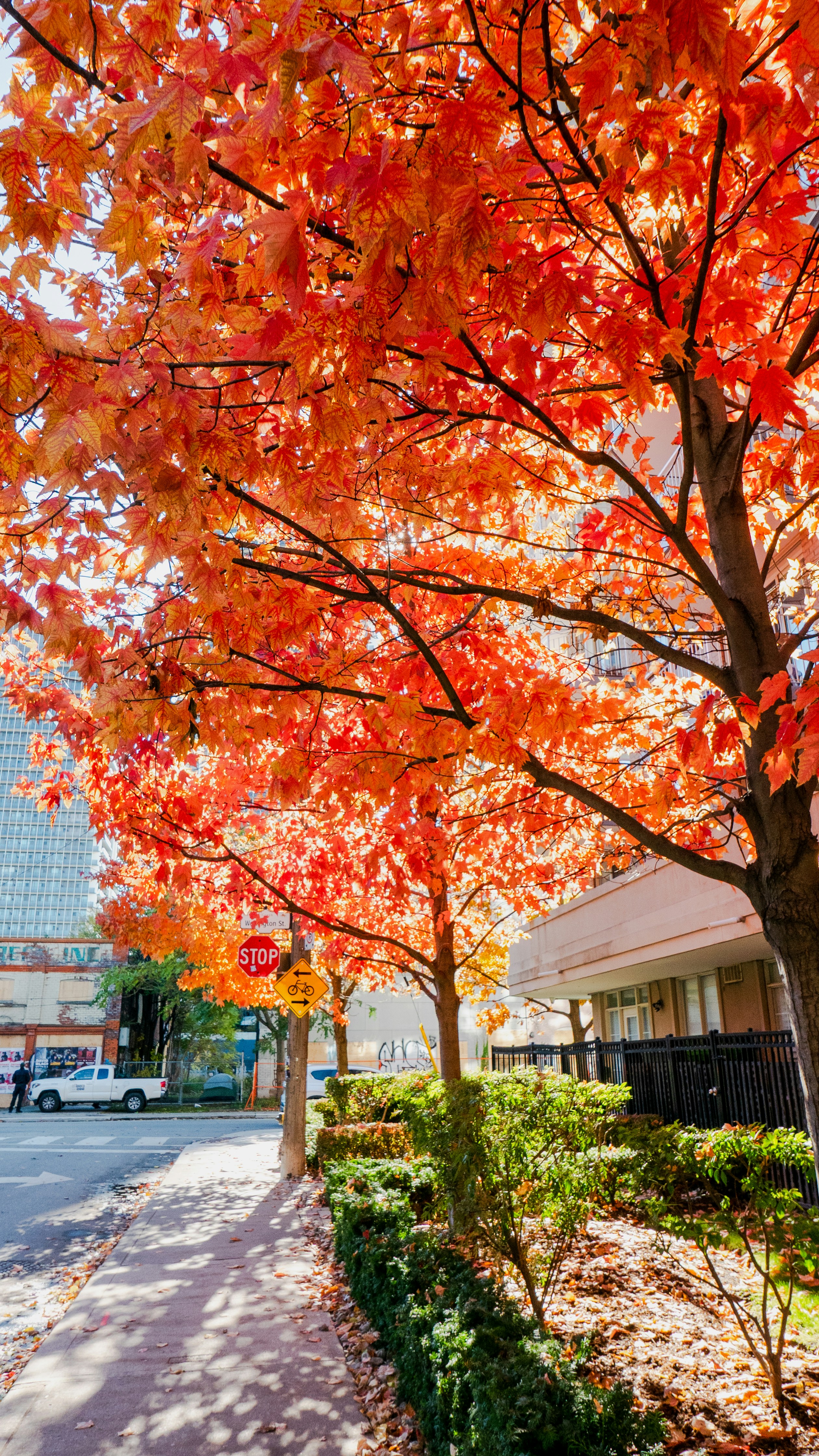 Árbol de otoño vibrante con hojas de naranja brillante sobre la acera.