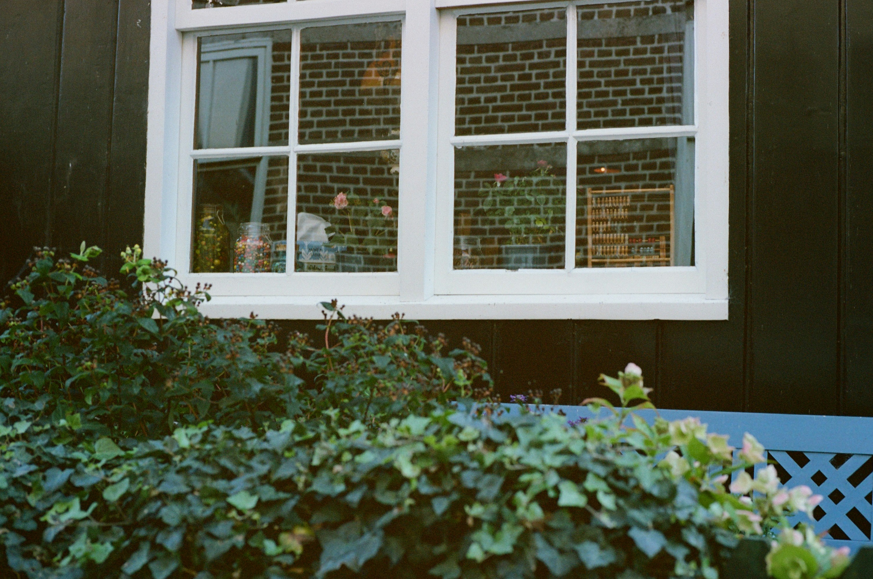 White framed window with plants outside