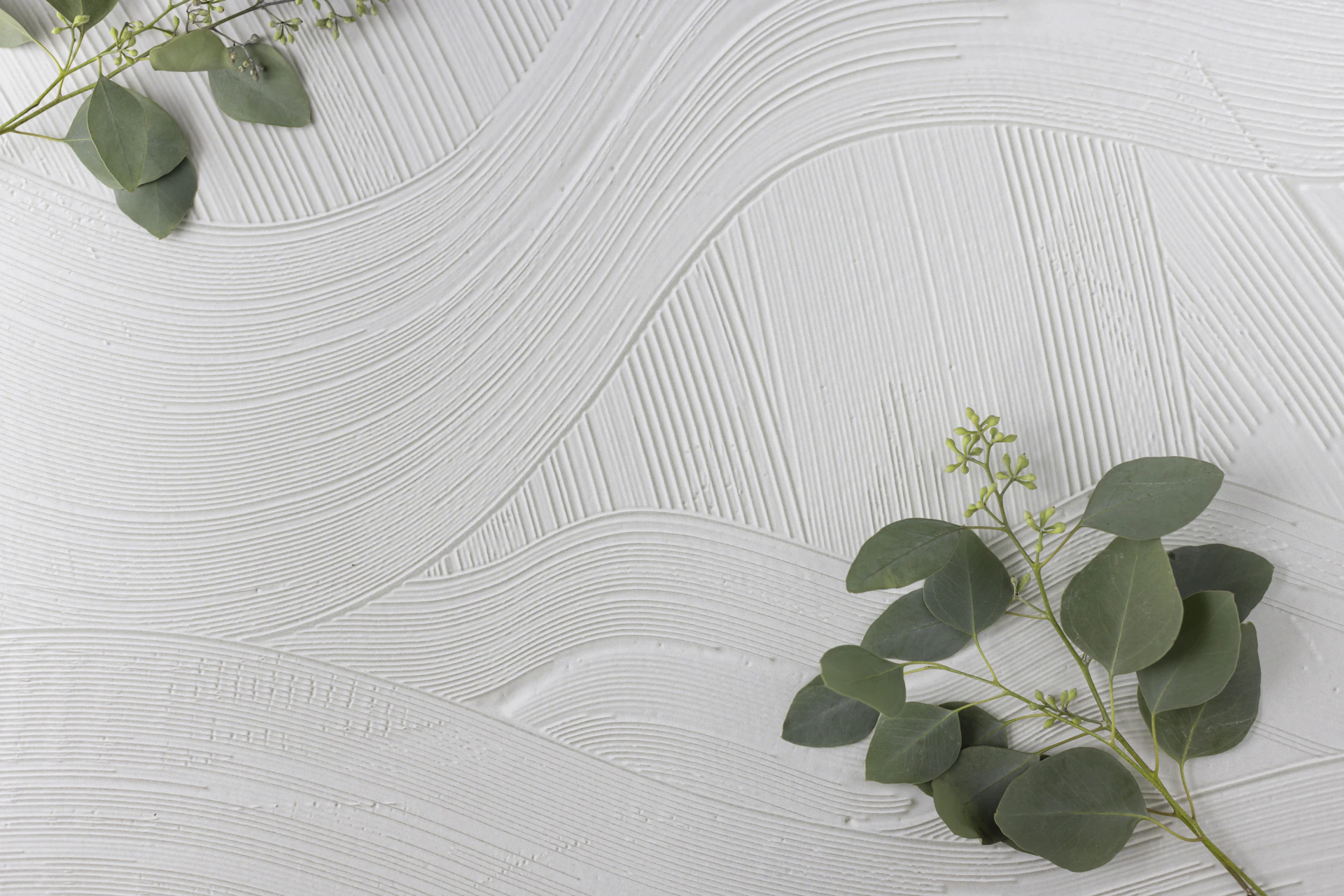 Eucalyptus branches on a textured white background
