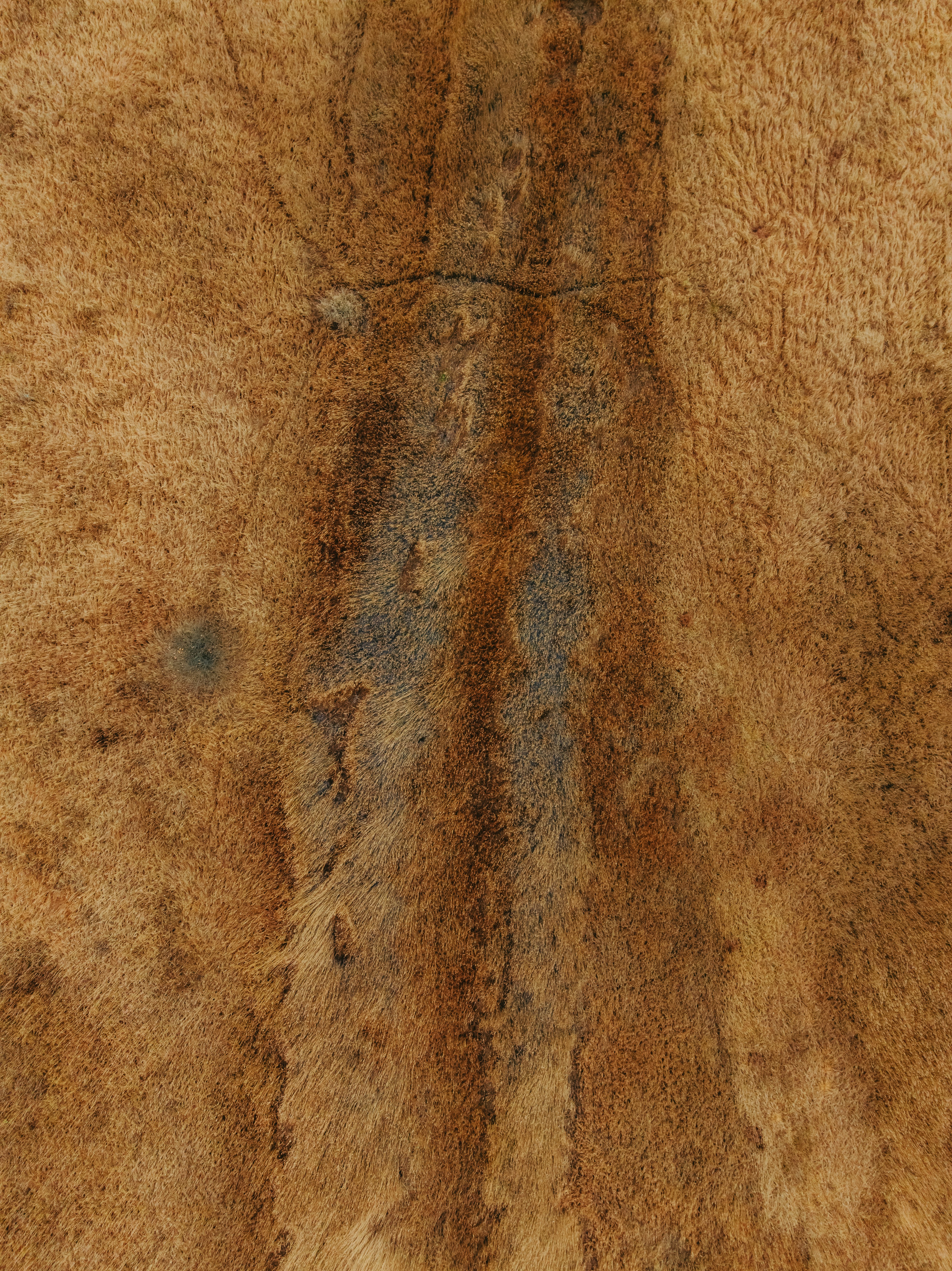 Photo by kristapsungurs