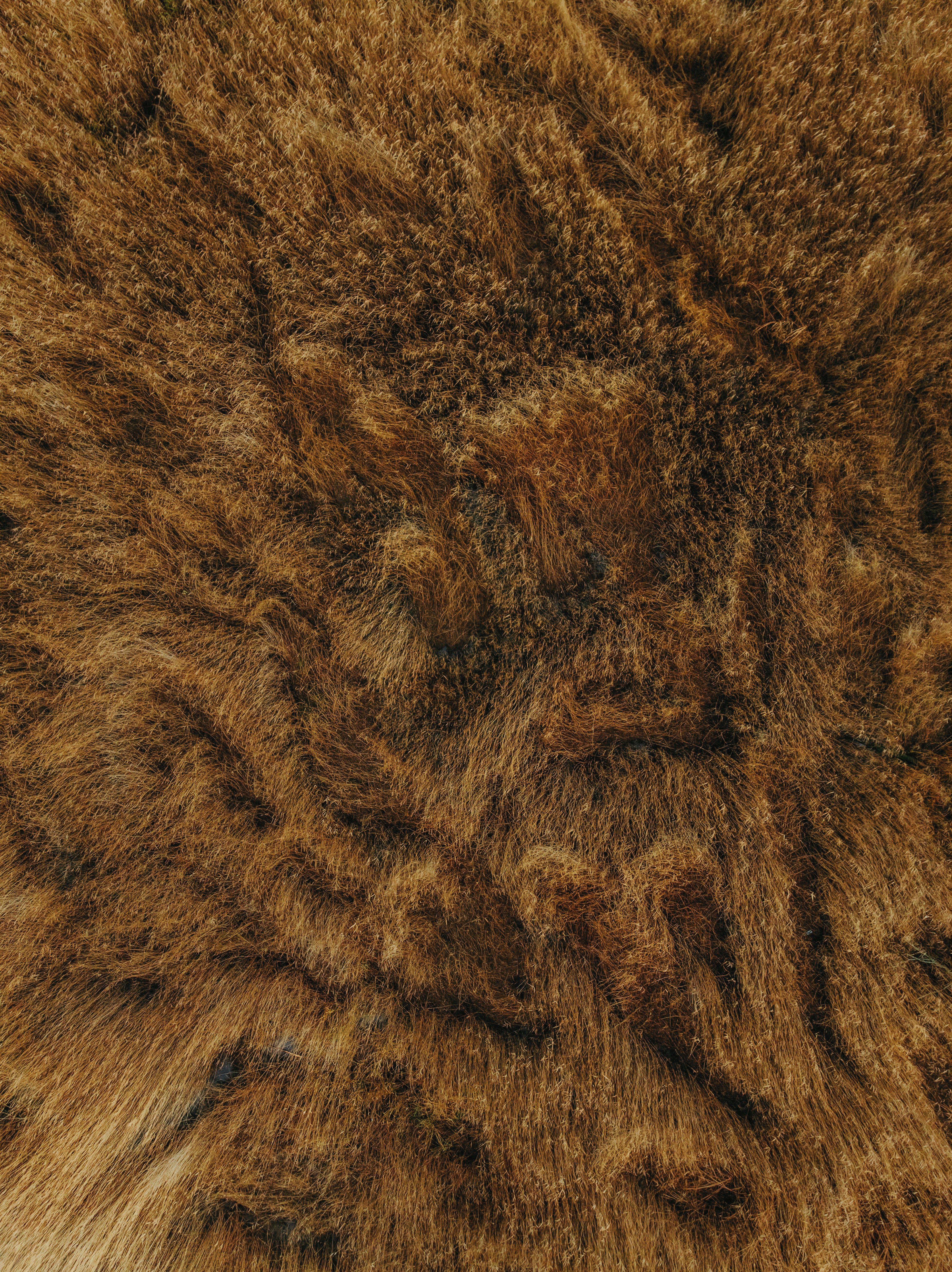 Close-up view of brown animal fur texture.