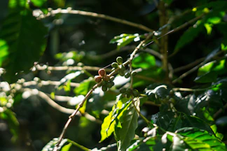 Coffee cherries growing on a branch