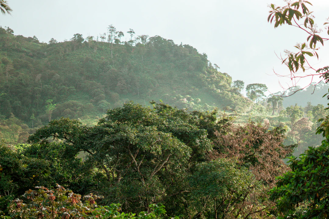 Refugio de Vida Silvestre Montaña Verde-0