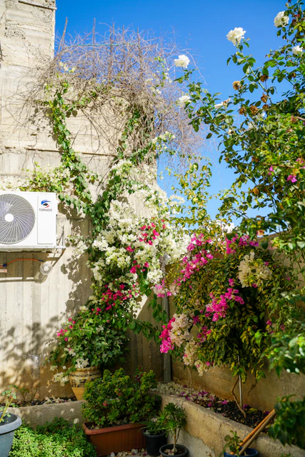 Bougainvillea flowers climbing a concrete wall with air conditioner.
