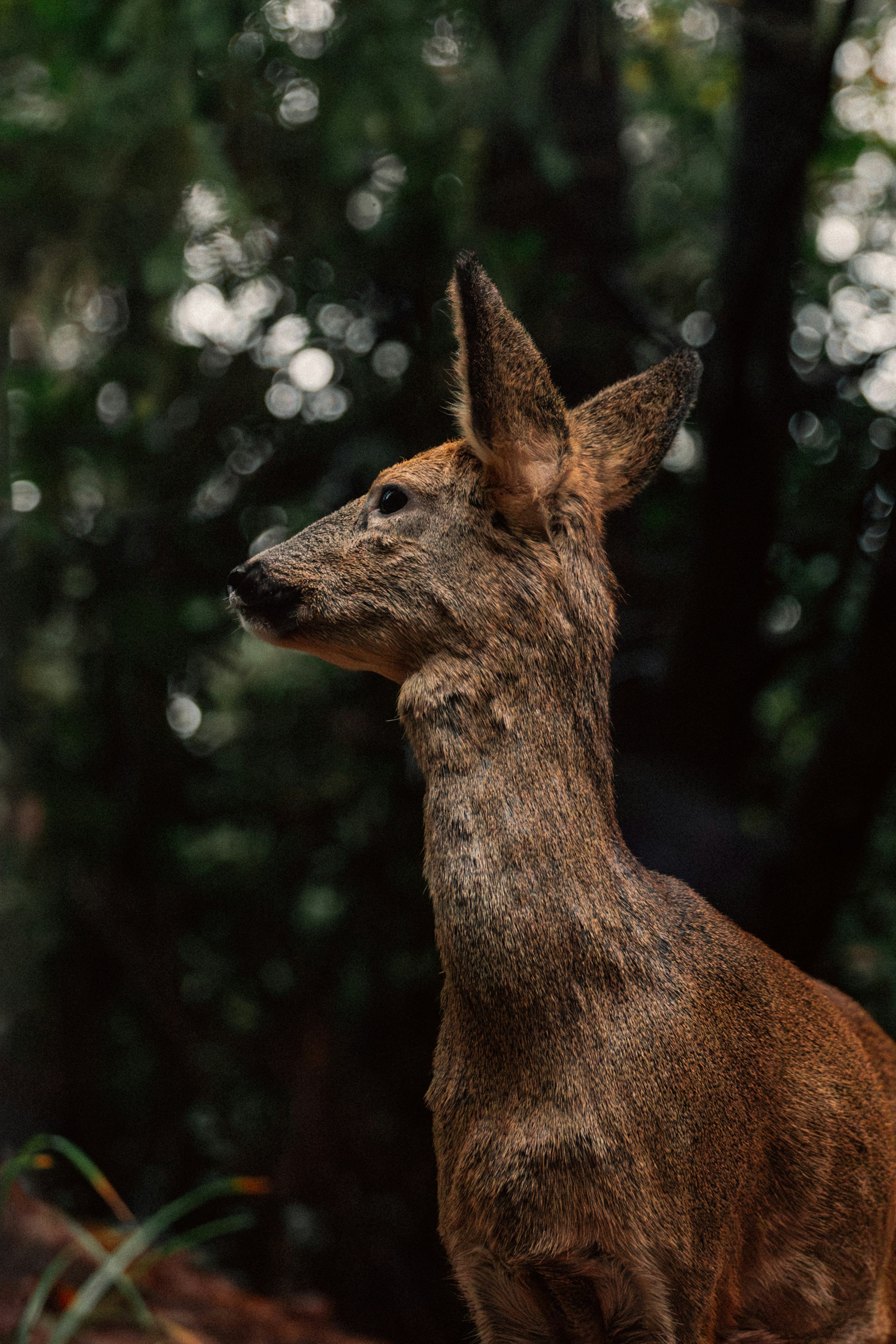 A deer stands in a dark forest with bokeh lights.