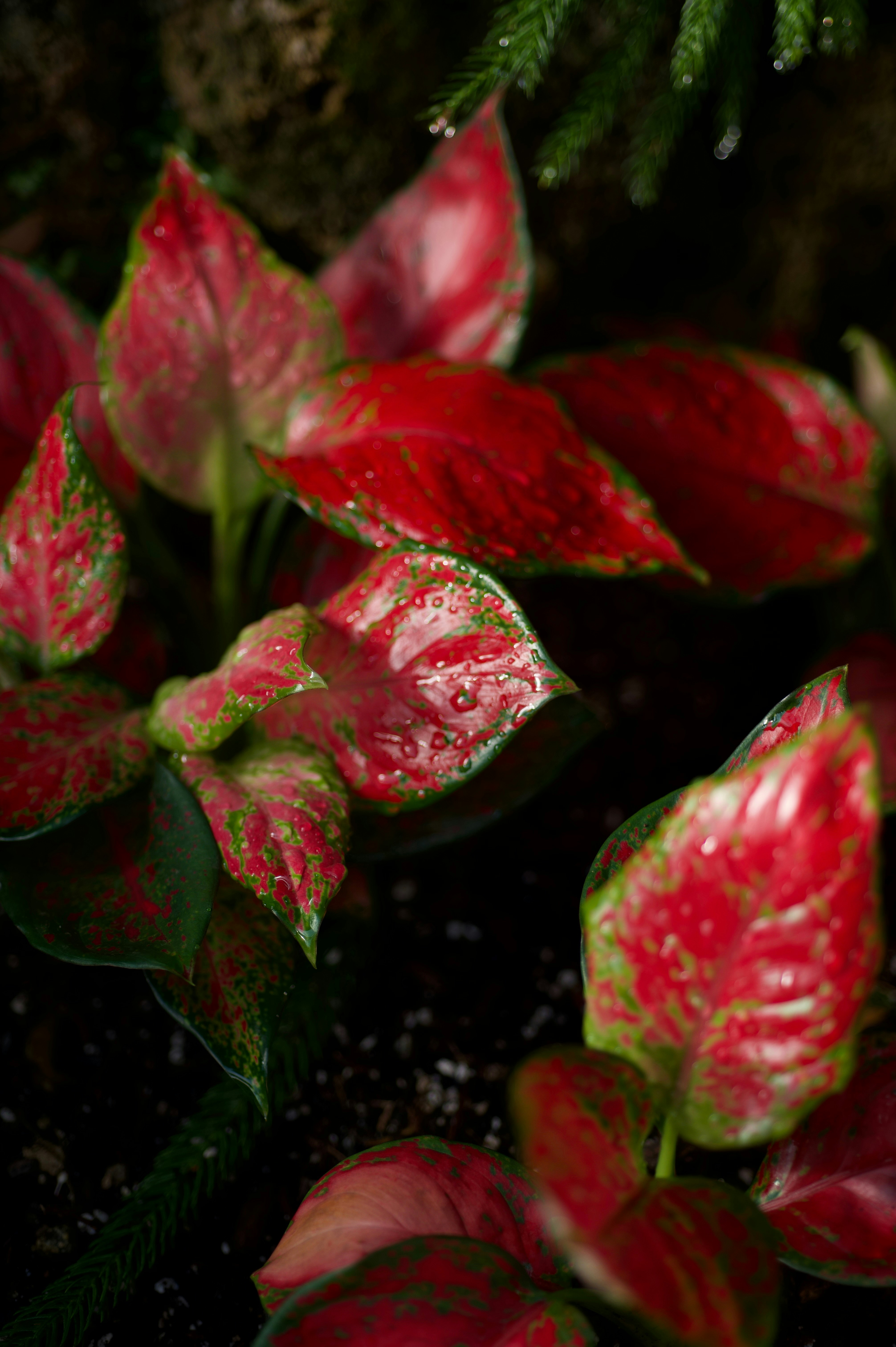 Vibrant red and green leaves with water droplets