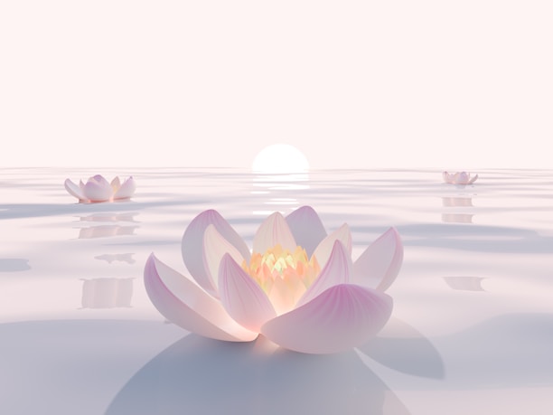 Pink lotus flowers floating on serene water at sunrise