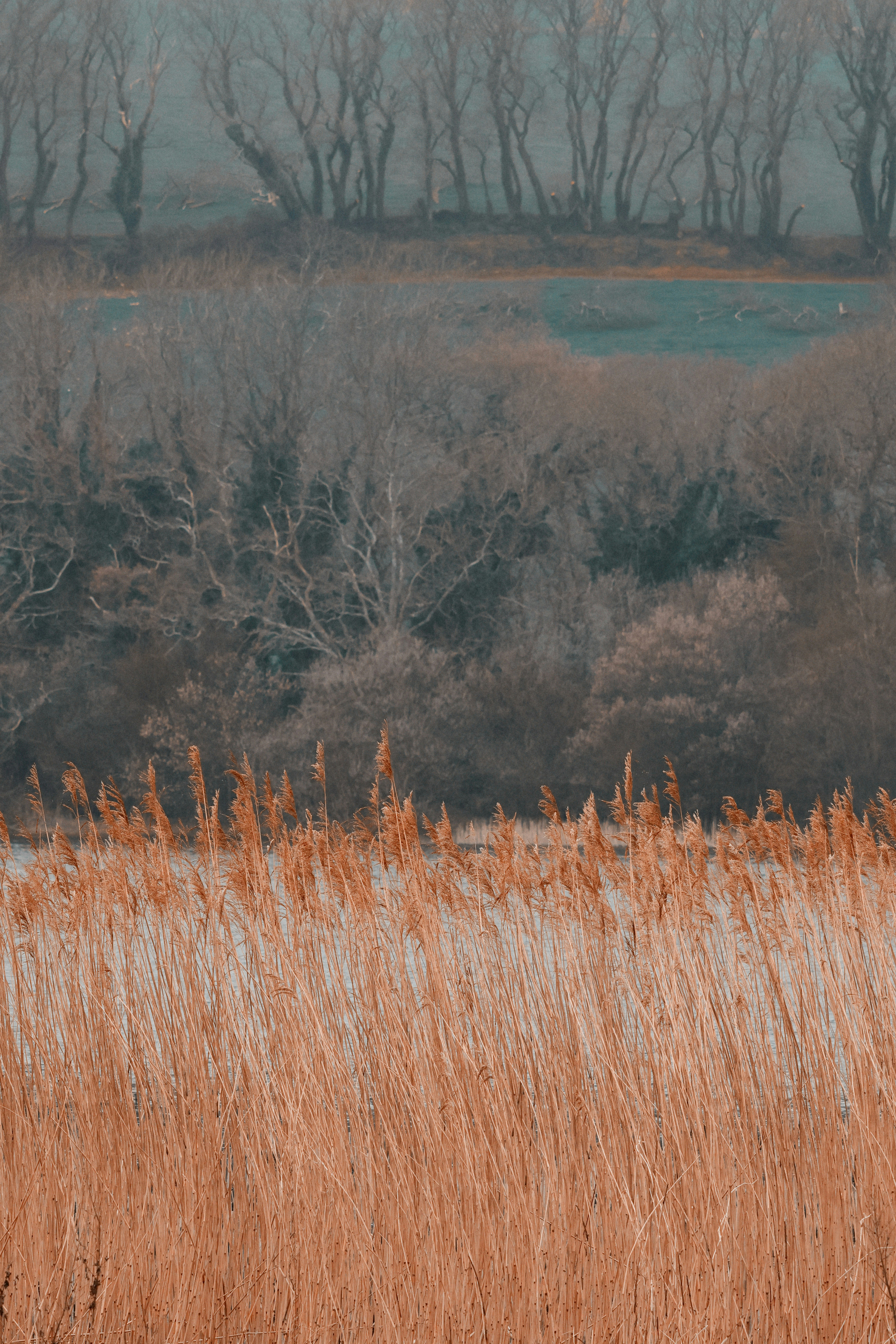 Tall dry grass in front of a misty forest landscape.