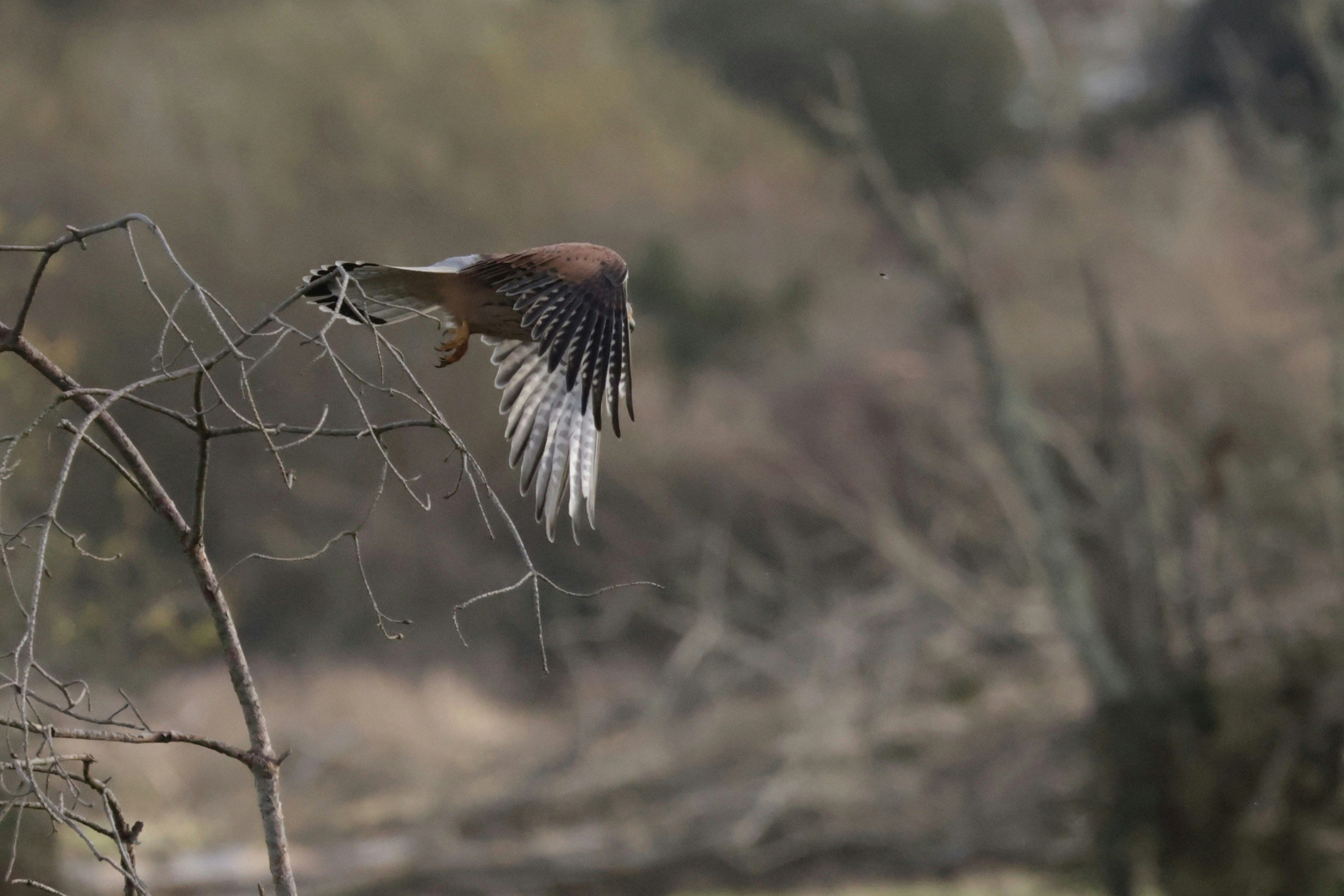 A bird taking flight from a bare tree branch