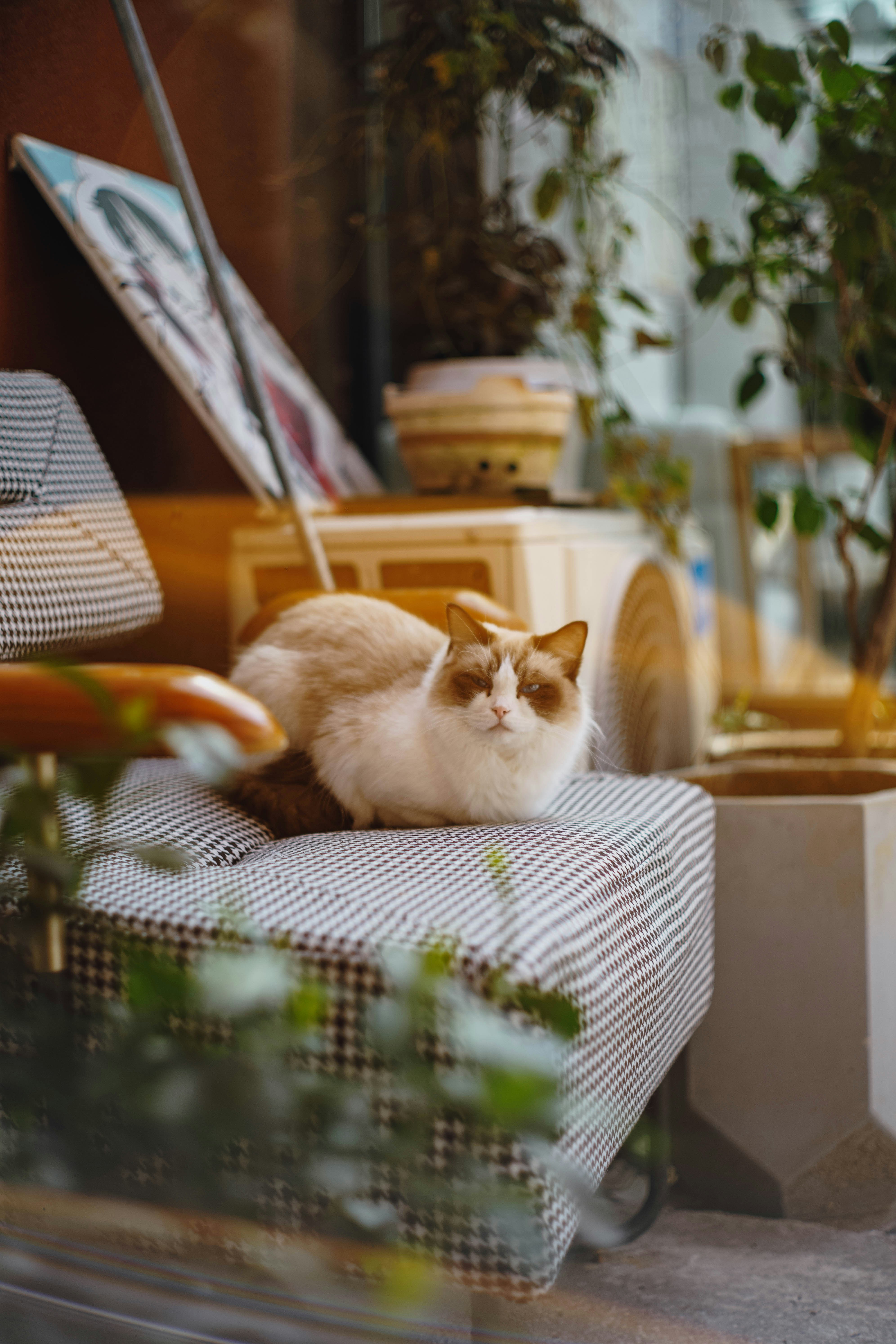 A fluffy cat rests on a striped chair.