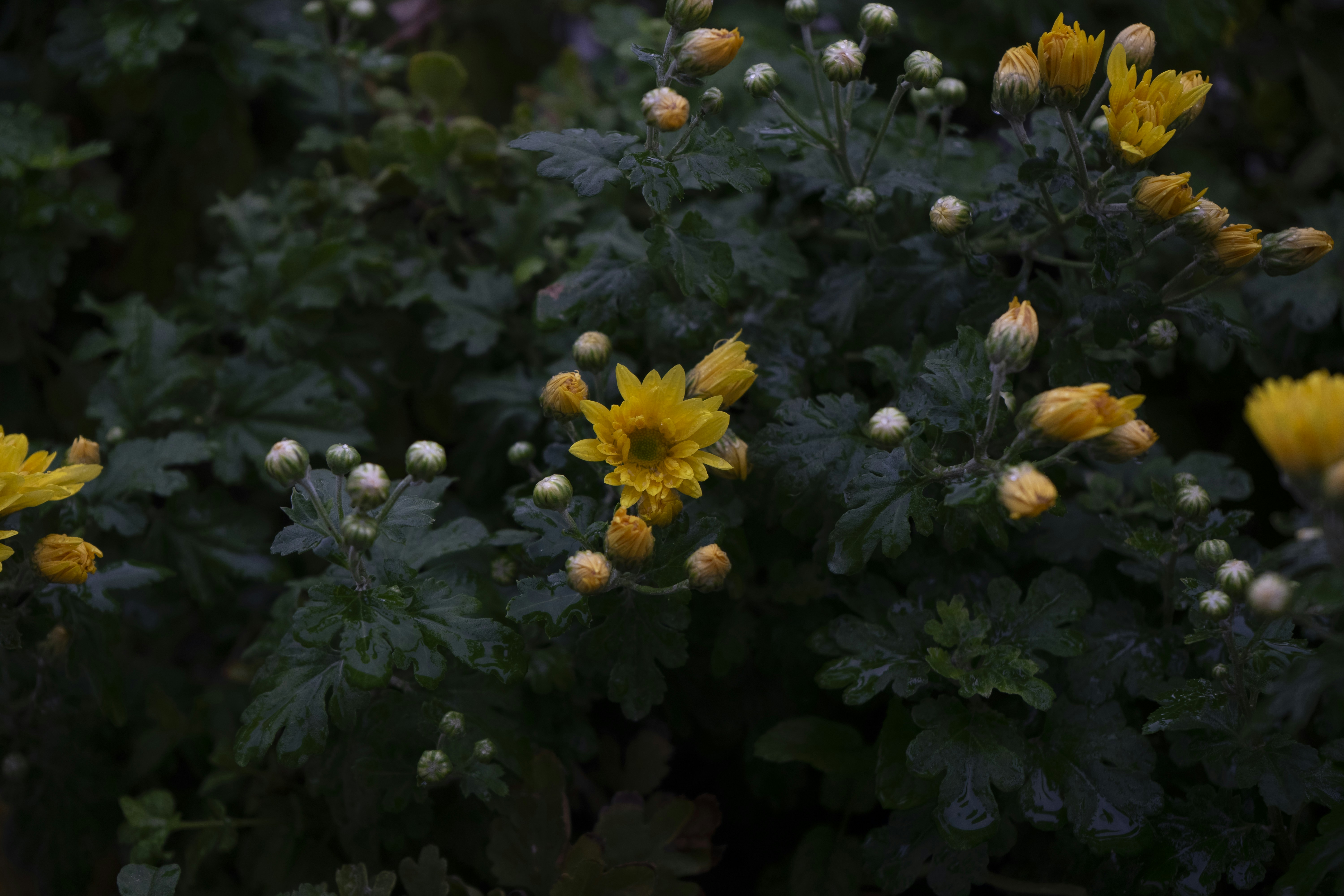 Yellow chrysanthemums bloom on a dark leafy bush.