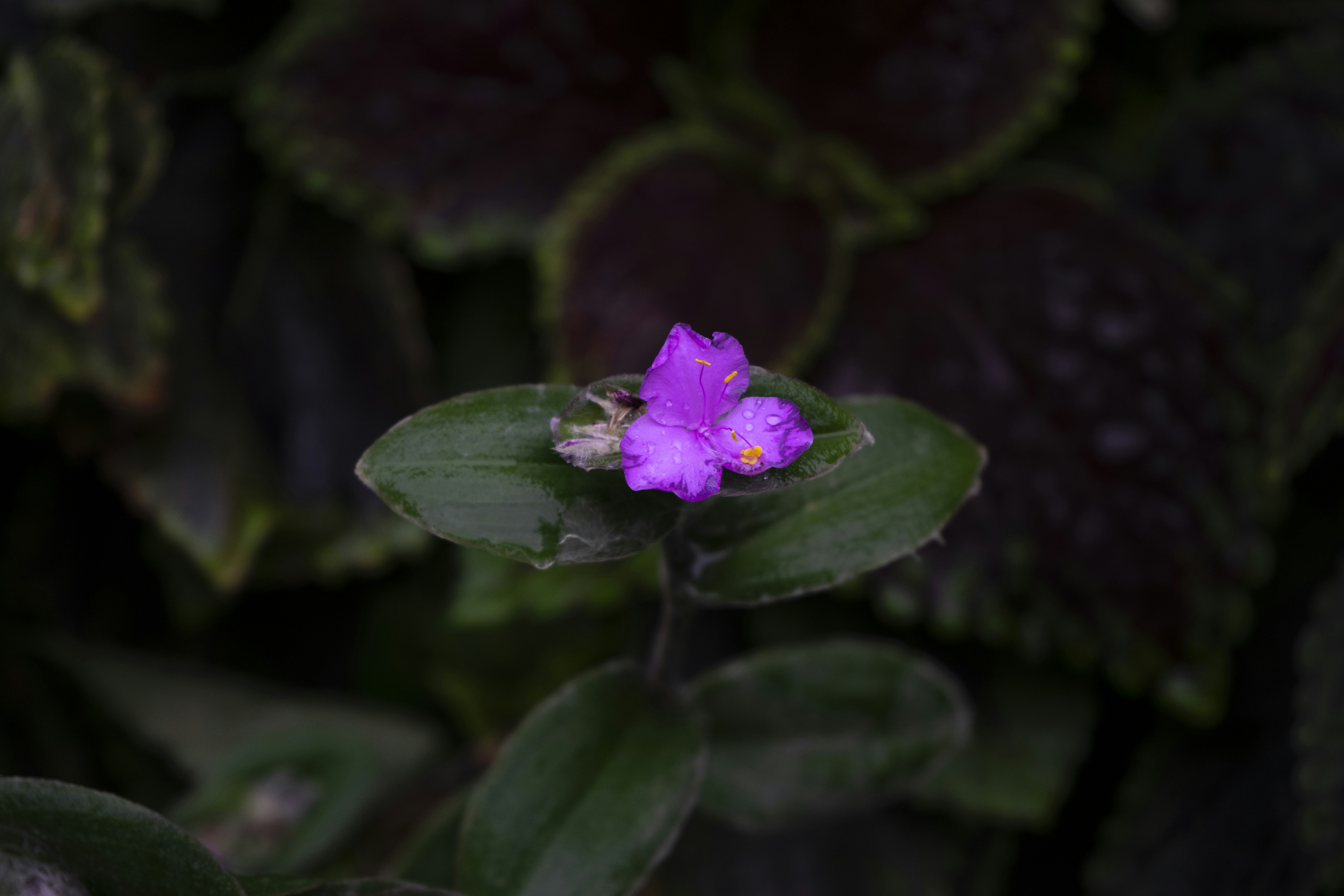 A small purple flower blooms on a green plant.