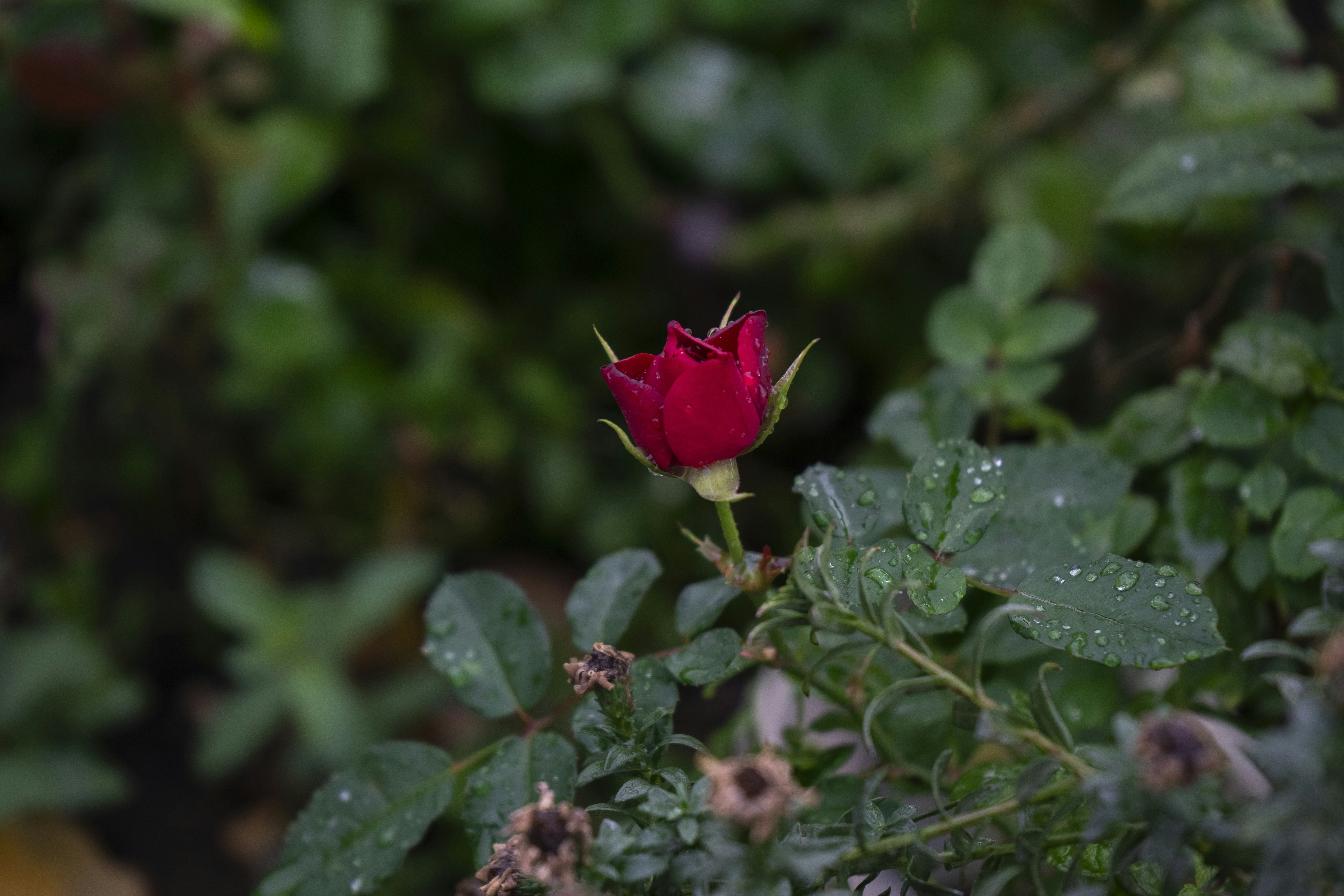 A single red rosebud surrounded by green leaves