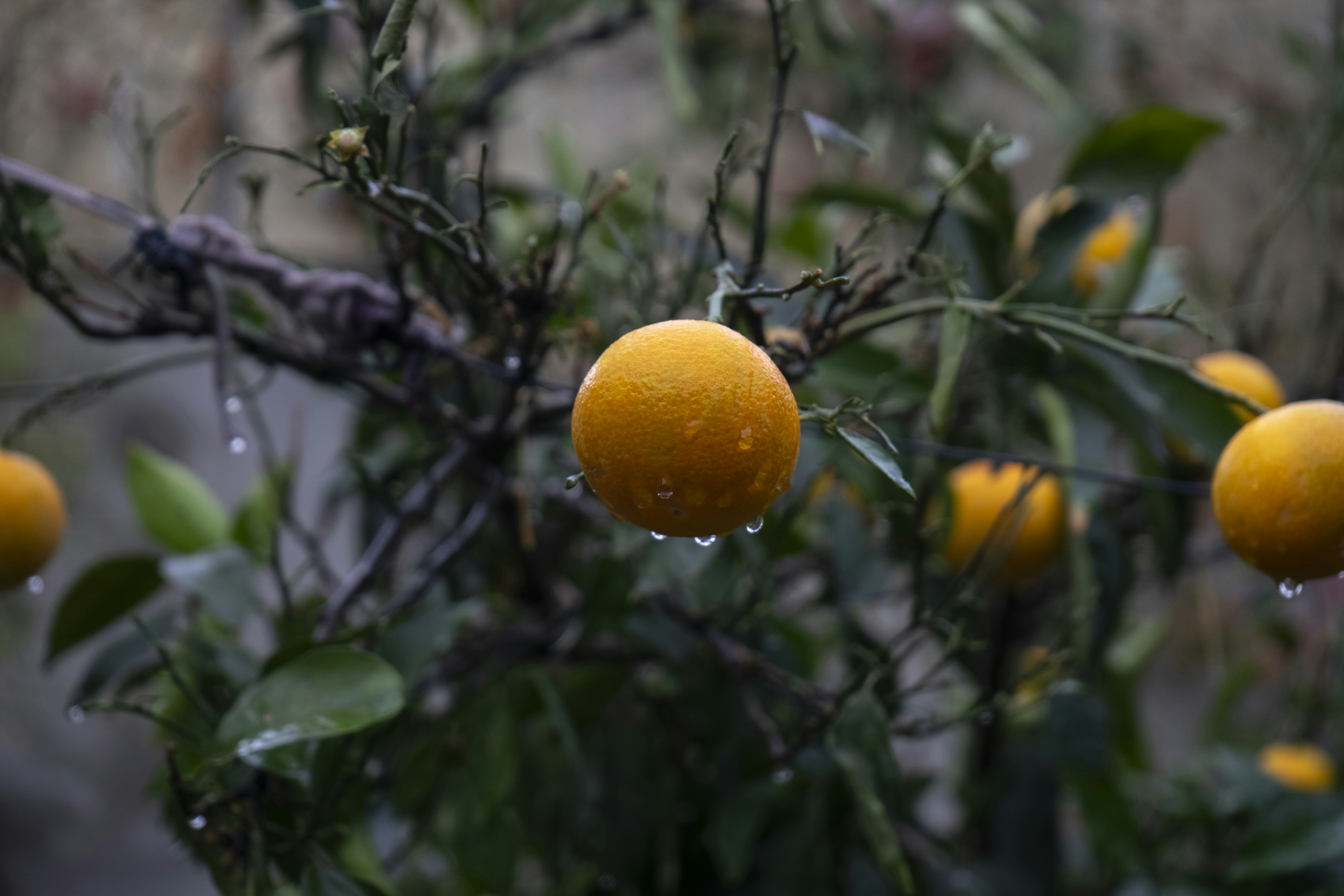 Oranges on a tree branch with water droplets.