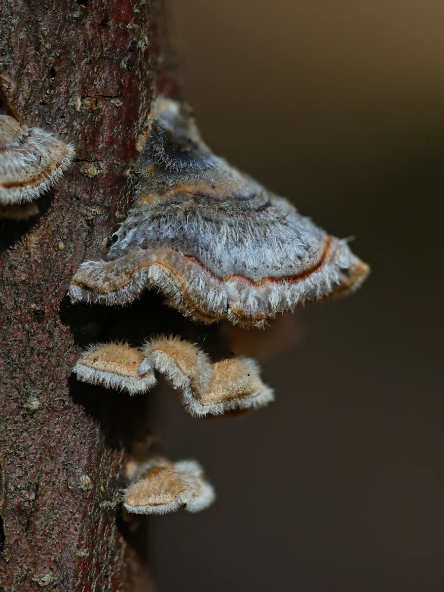 Shelf fungus growing out of a tree trunk