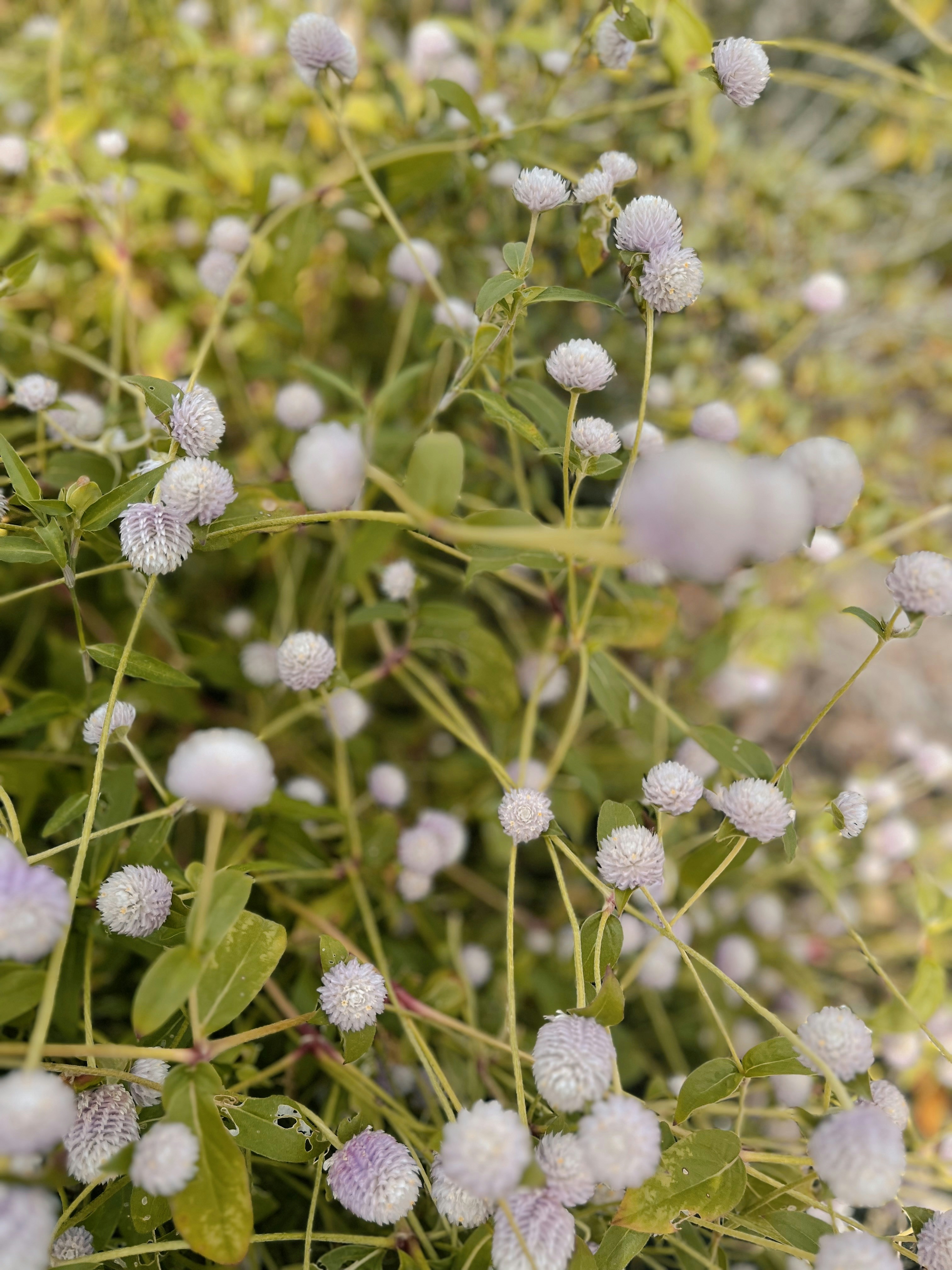 Zarte weiße Kugel-Amaranth-Blüten blühen an grünen Stängeln.