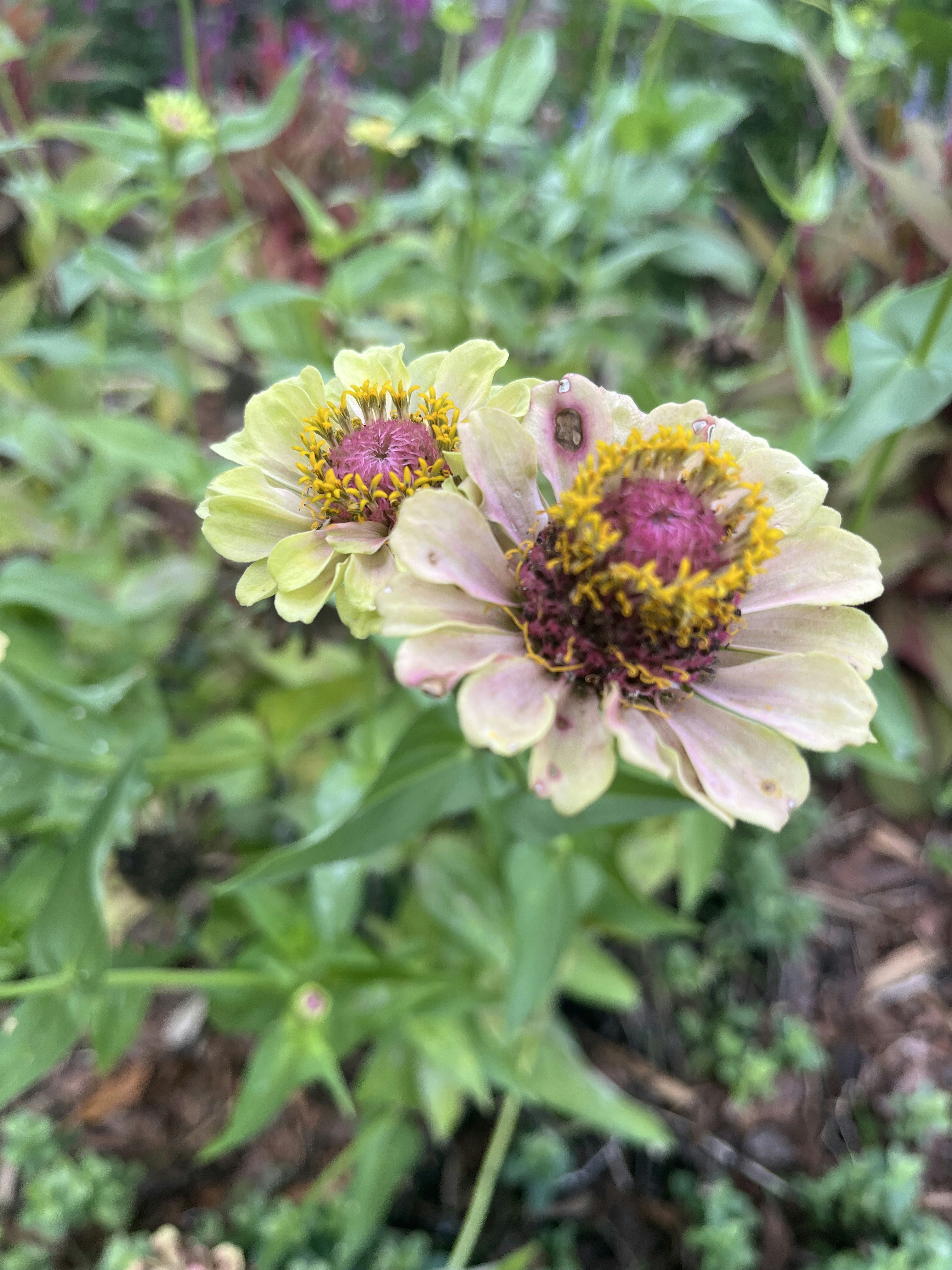 Zwei blassgelbe Zinnien mit violettem Zentrum blühen.