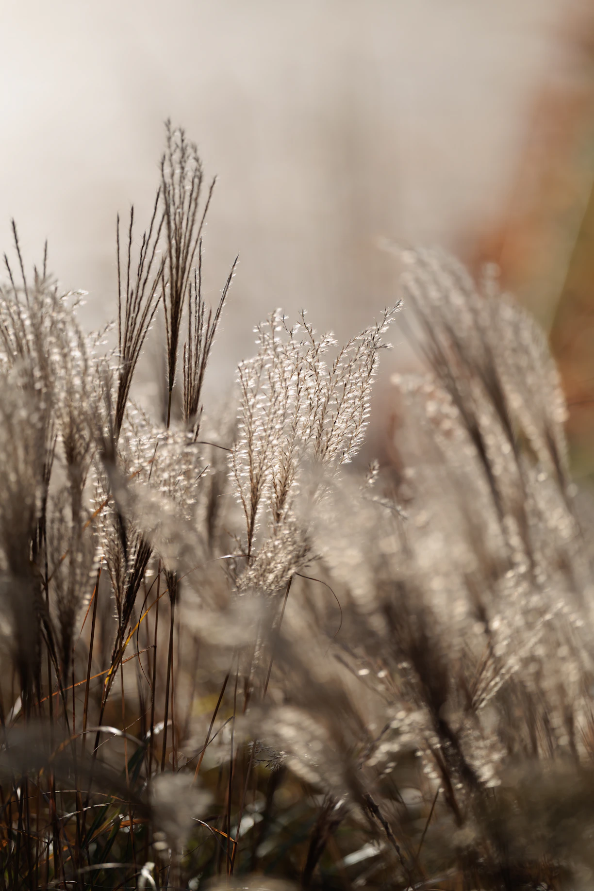 Close-up of feathery ornamental grass in sunlight.