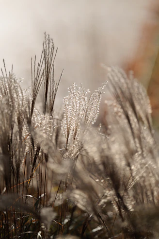 Close-up of feathery ornamental grass in sunlight.
