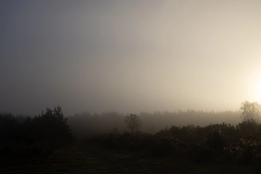 Misty forest