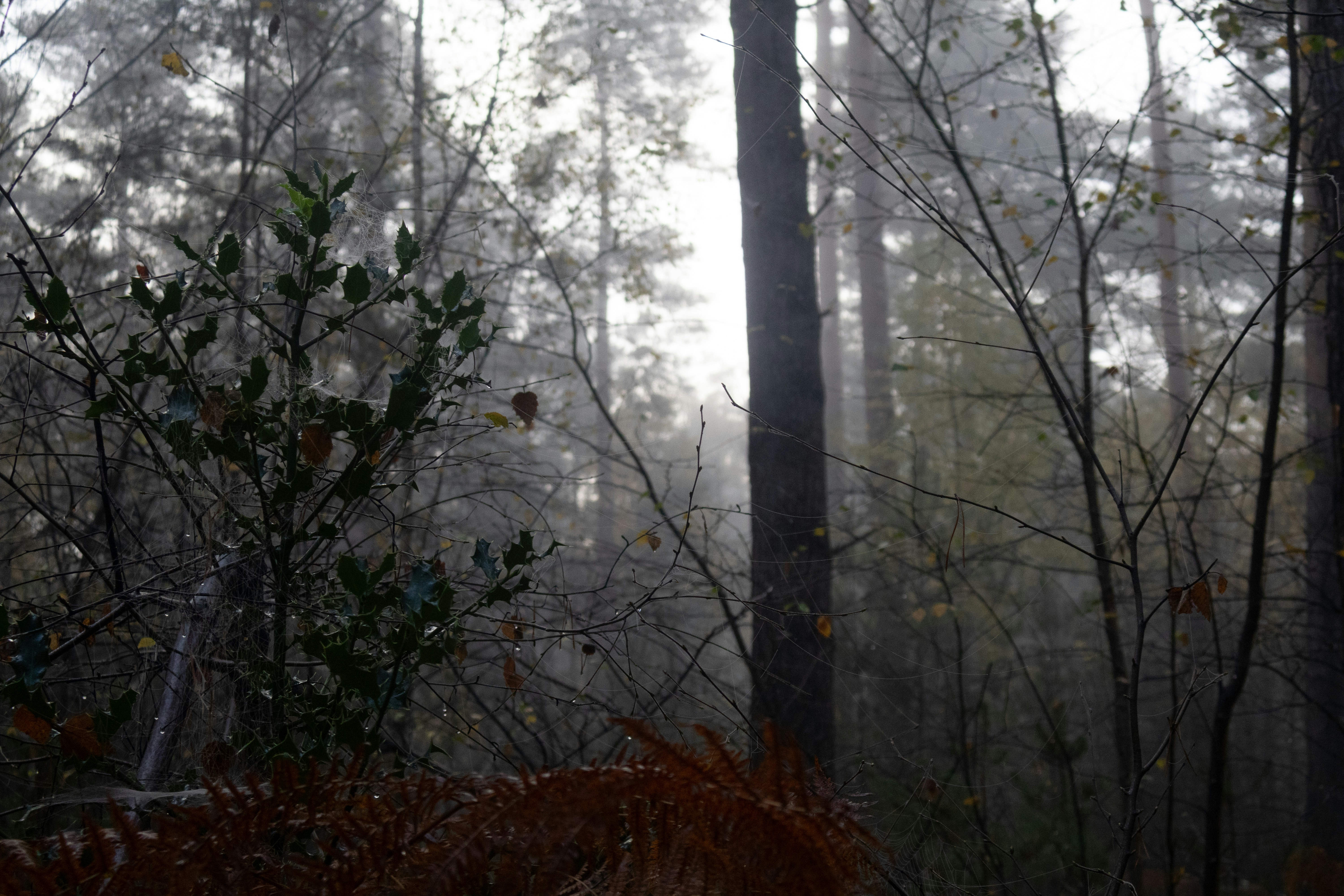 Misty forest with tall trees and dense undergrowth
