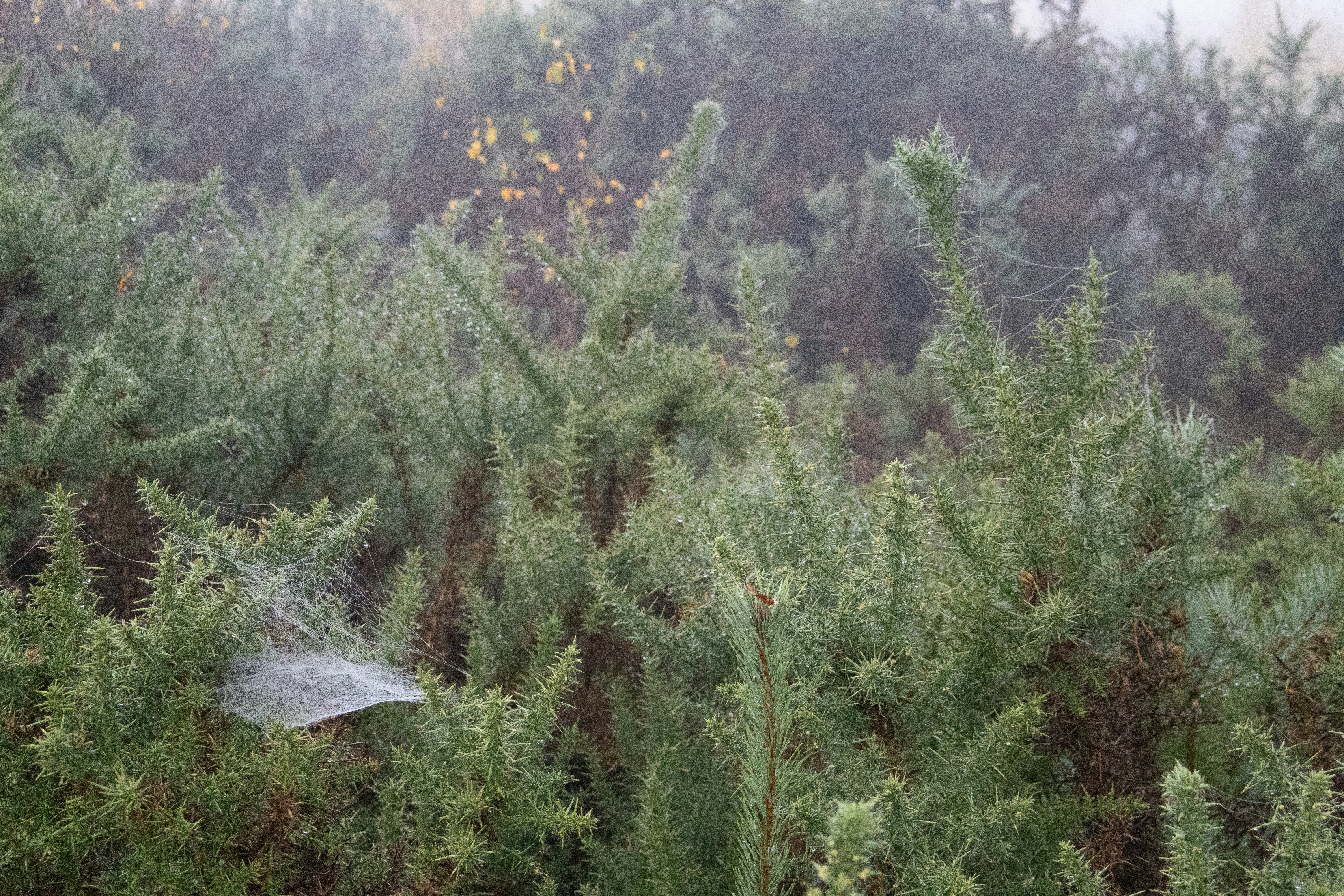 A spider web rests on thorny green bushes.