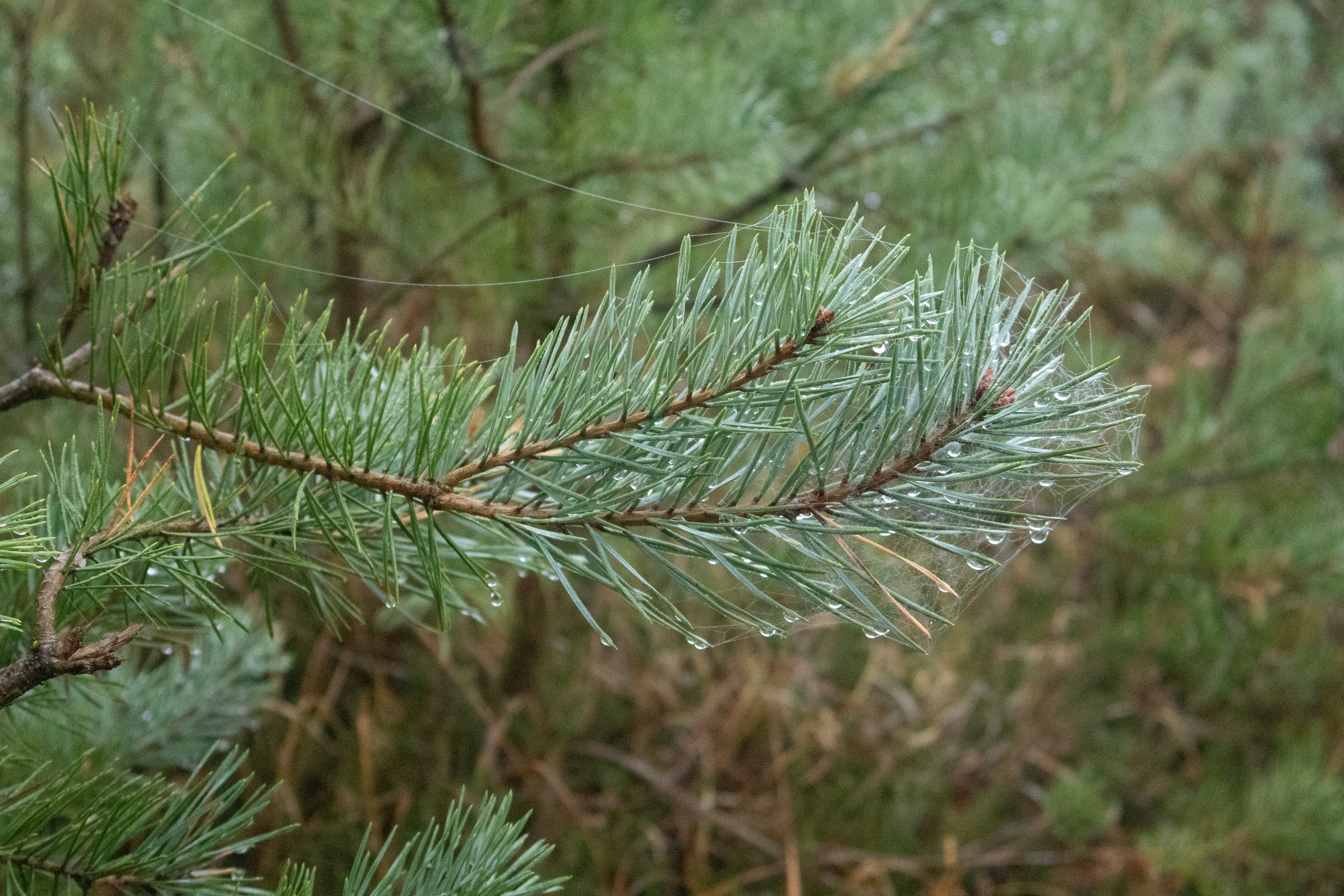 Photo by tanyabarrow